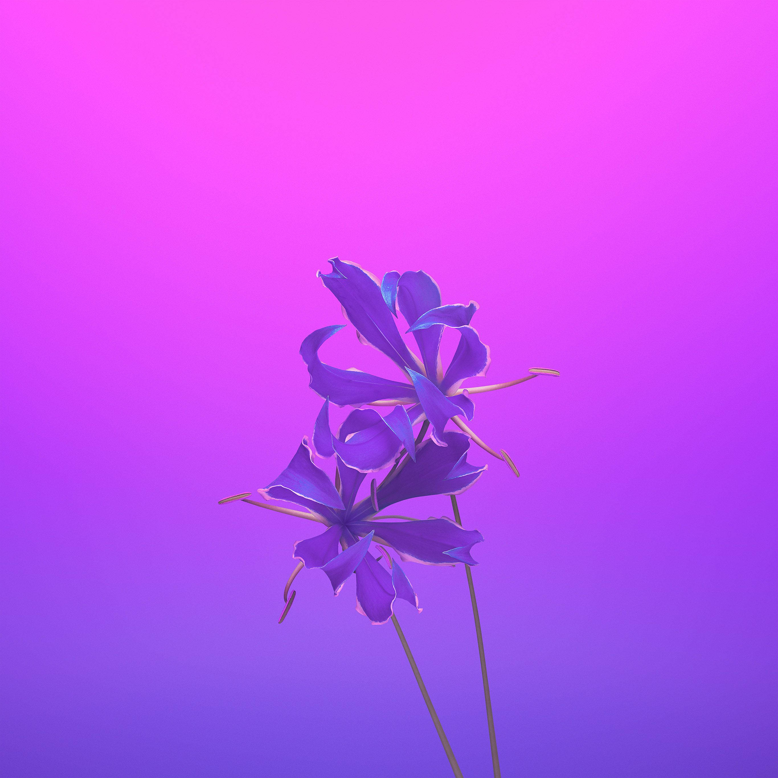 아이폰 11 보라색 꽃 HD 배경화면