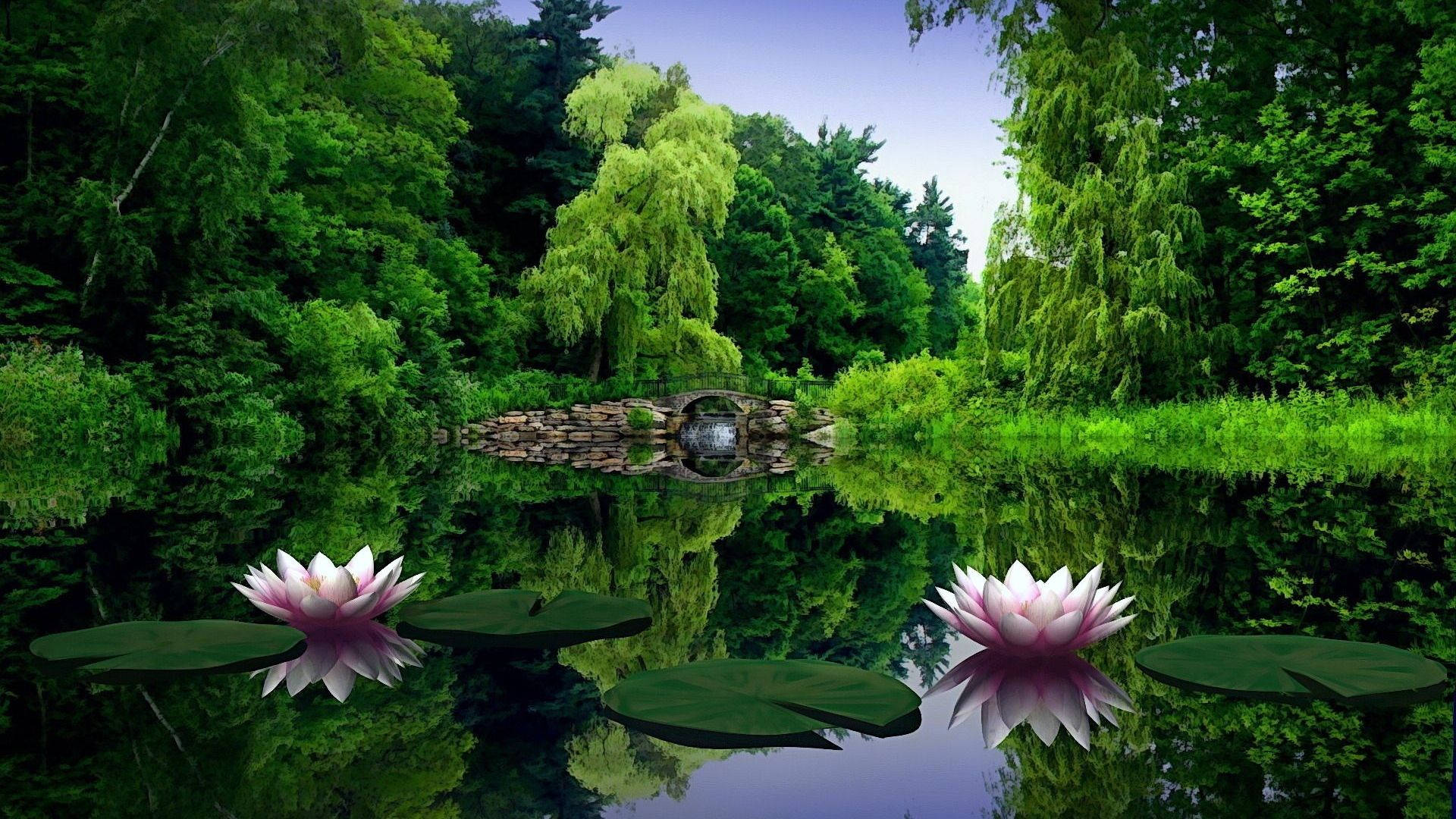 1920x1080 풀HD 자연 수련 배경화면