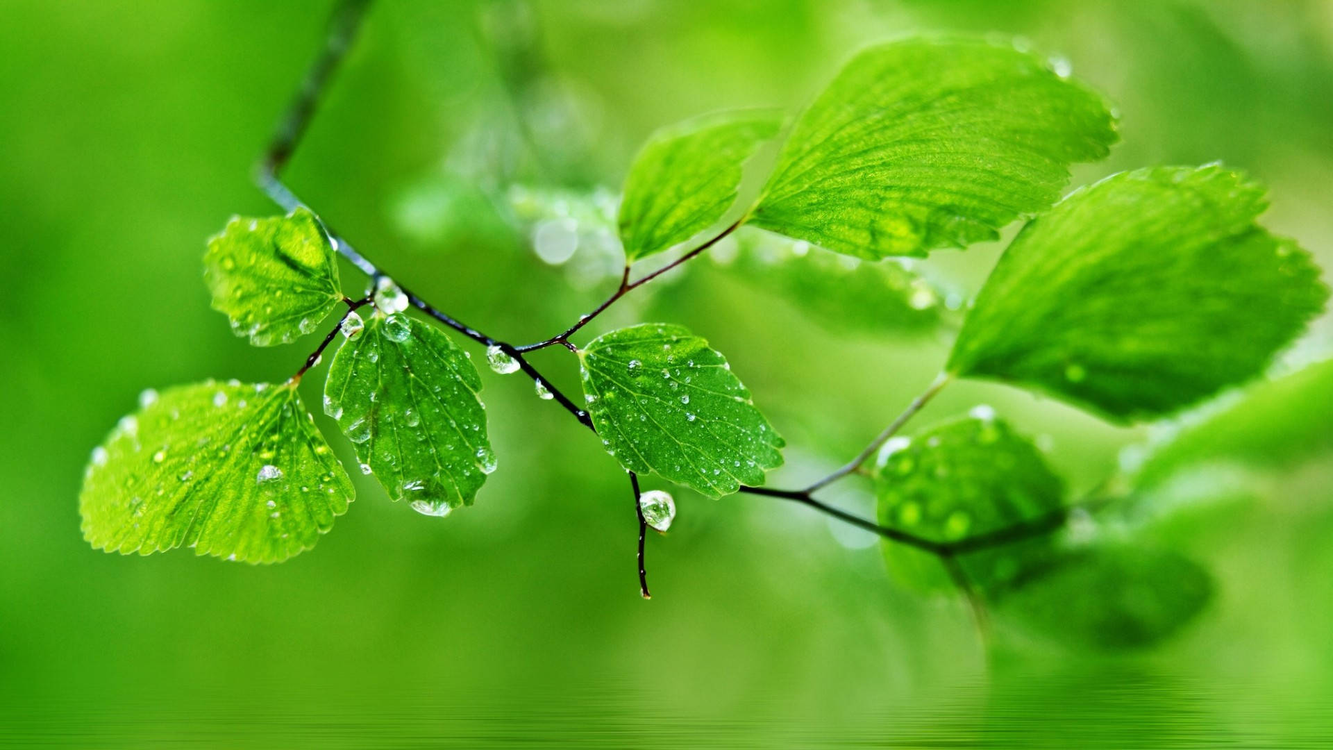 1920x1080 풀 HD 자연 젖은 녹색 잎 배경화면