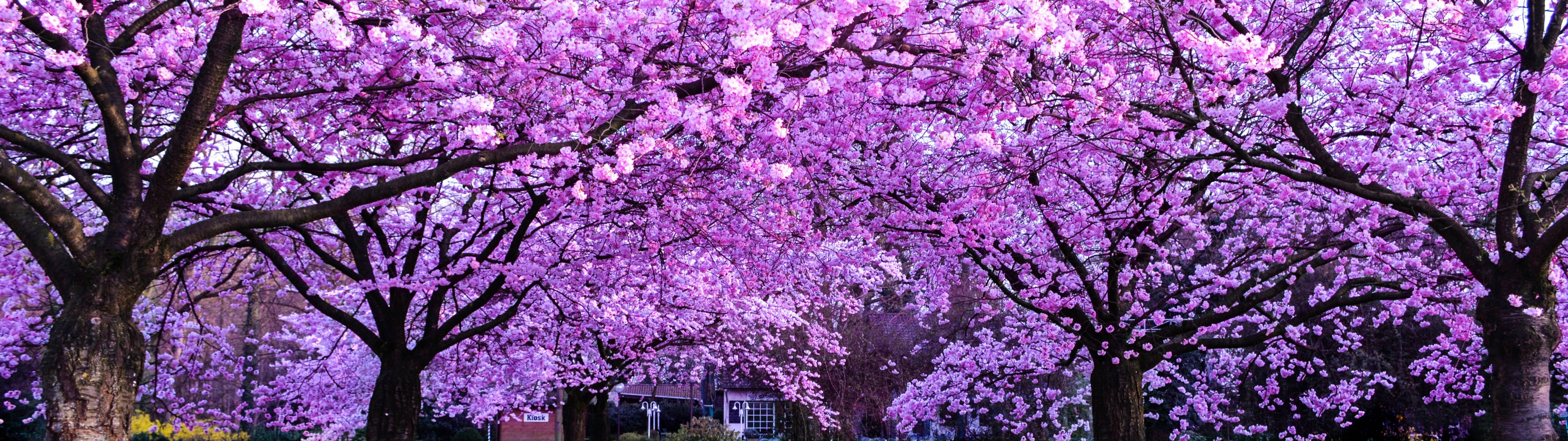 3840x1080 4K 벚꽃 나무 배경화면