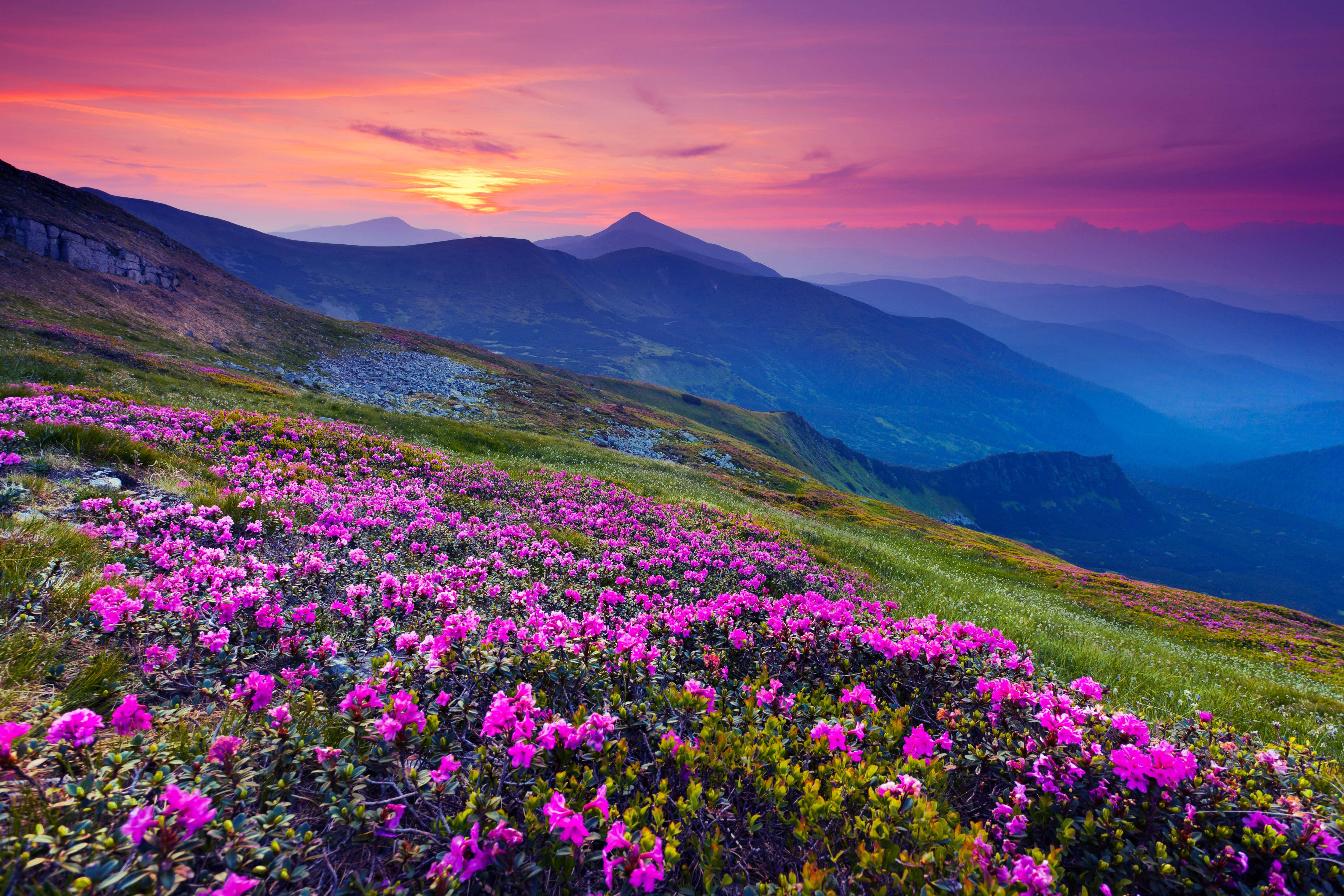 4K 풍경 보라색 일몰 꽃 배경화면