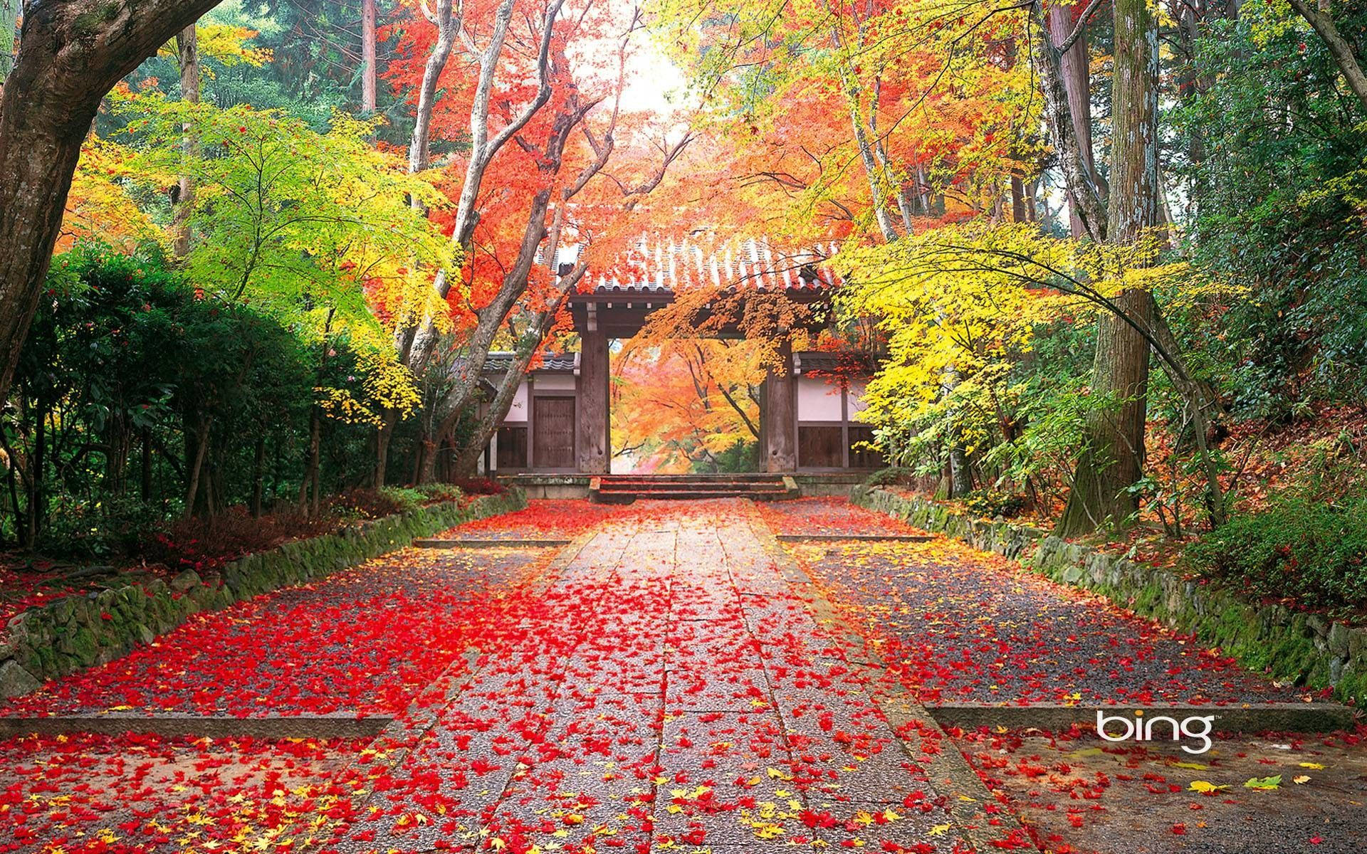 4K 자연 사찰 입구 배경화면