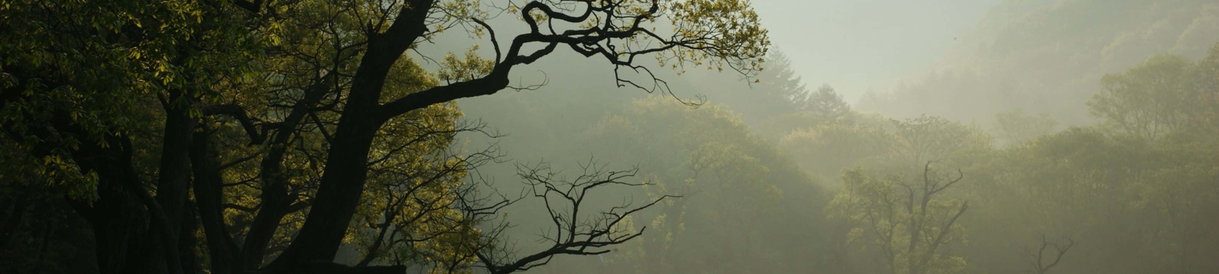 "4K에서 자연의 아름다움 탐험하기" 배경화면