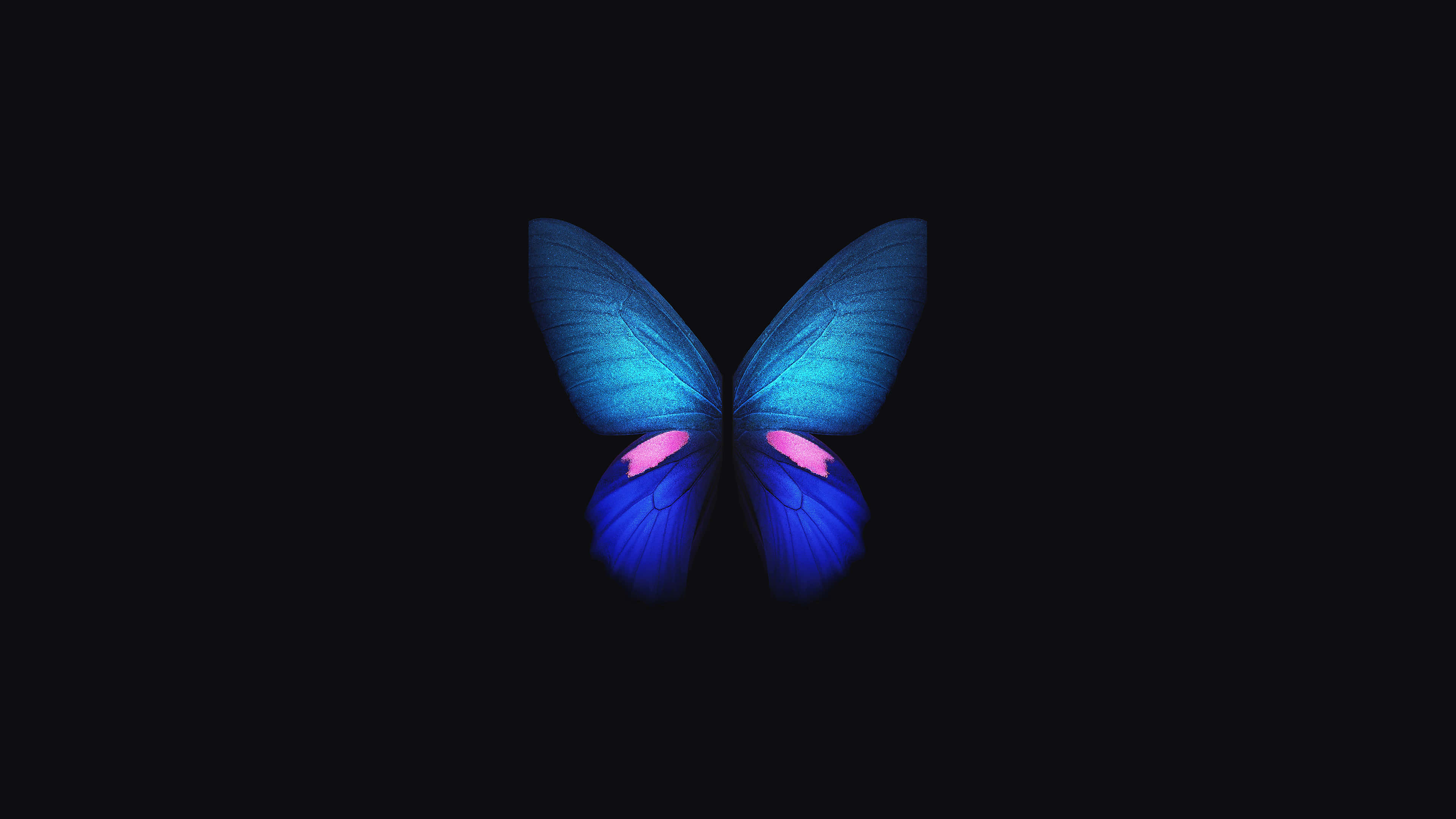파란 나비 4K OLED 배경화면