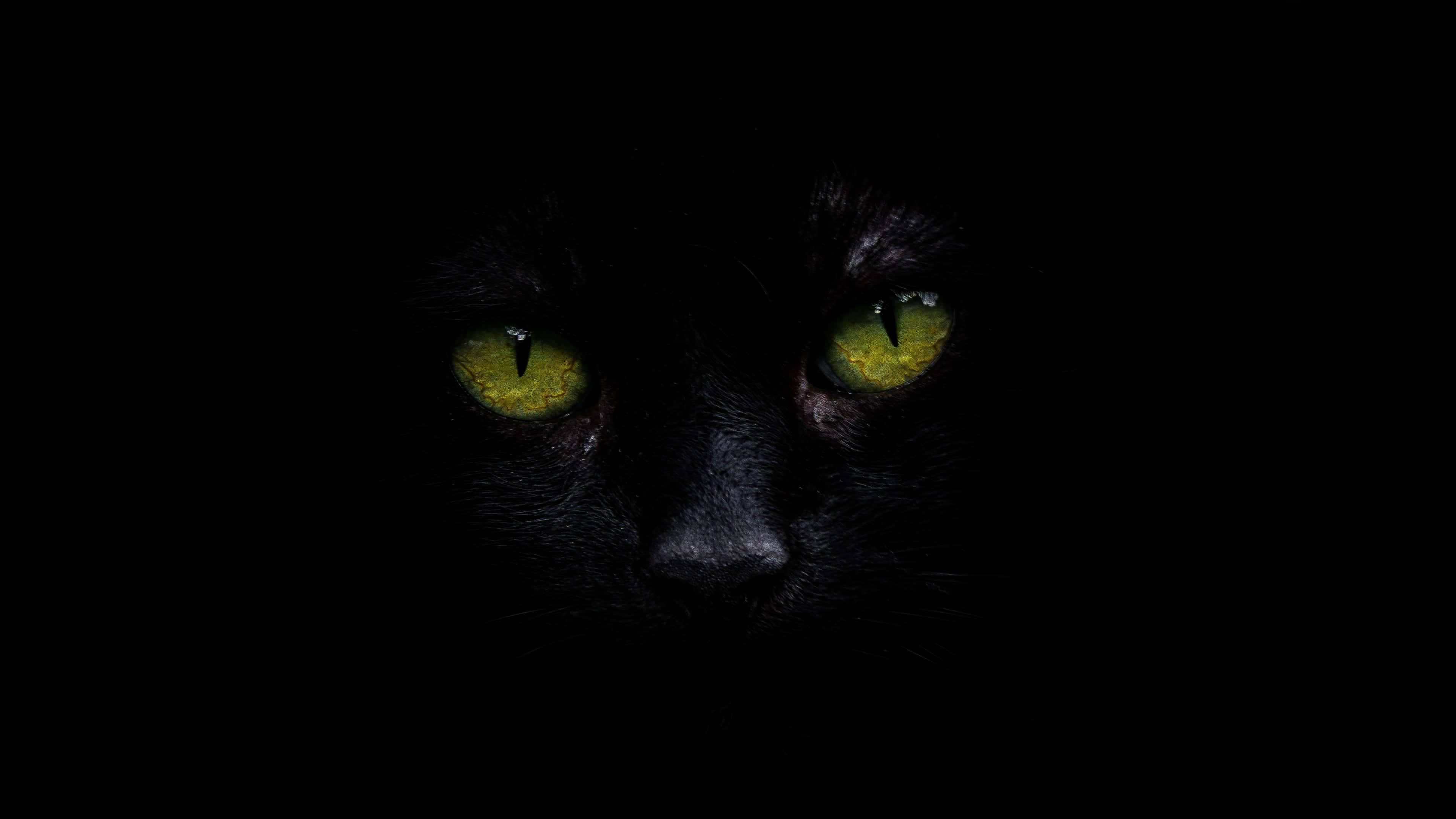 검은 고양이 4K OLED 배경화면