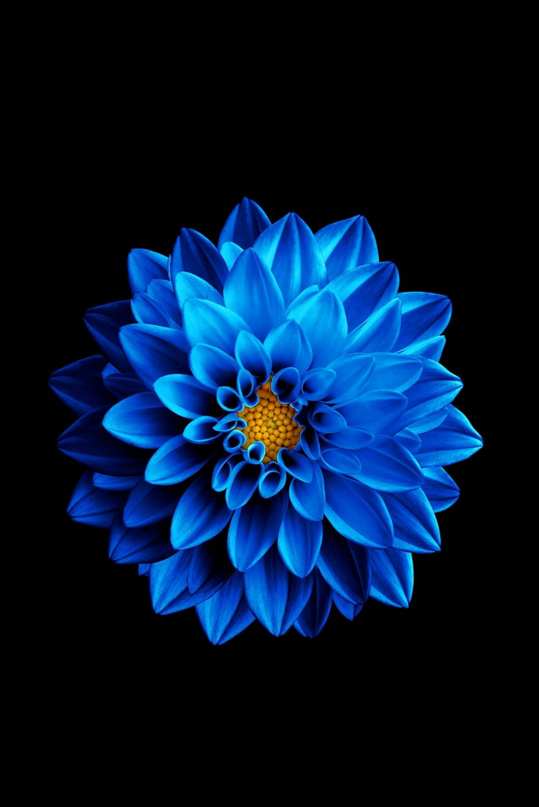 파란 연꽃 아이폰 4s 배경화면