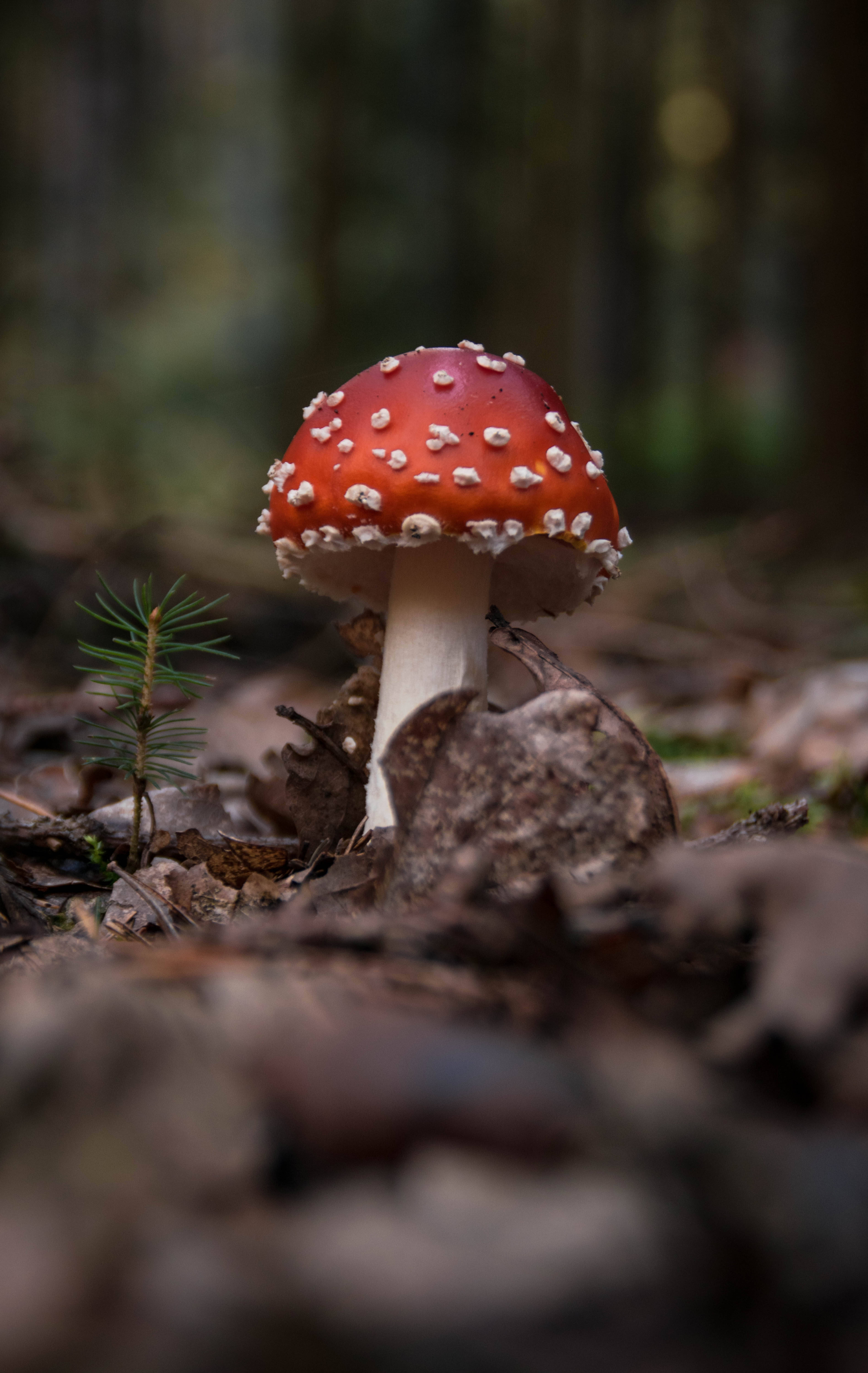 흙 속에서 자라는 파리 agaric 버섯 배경화면