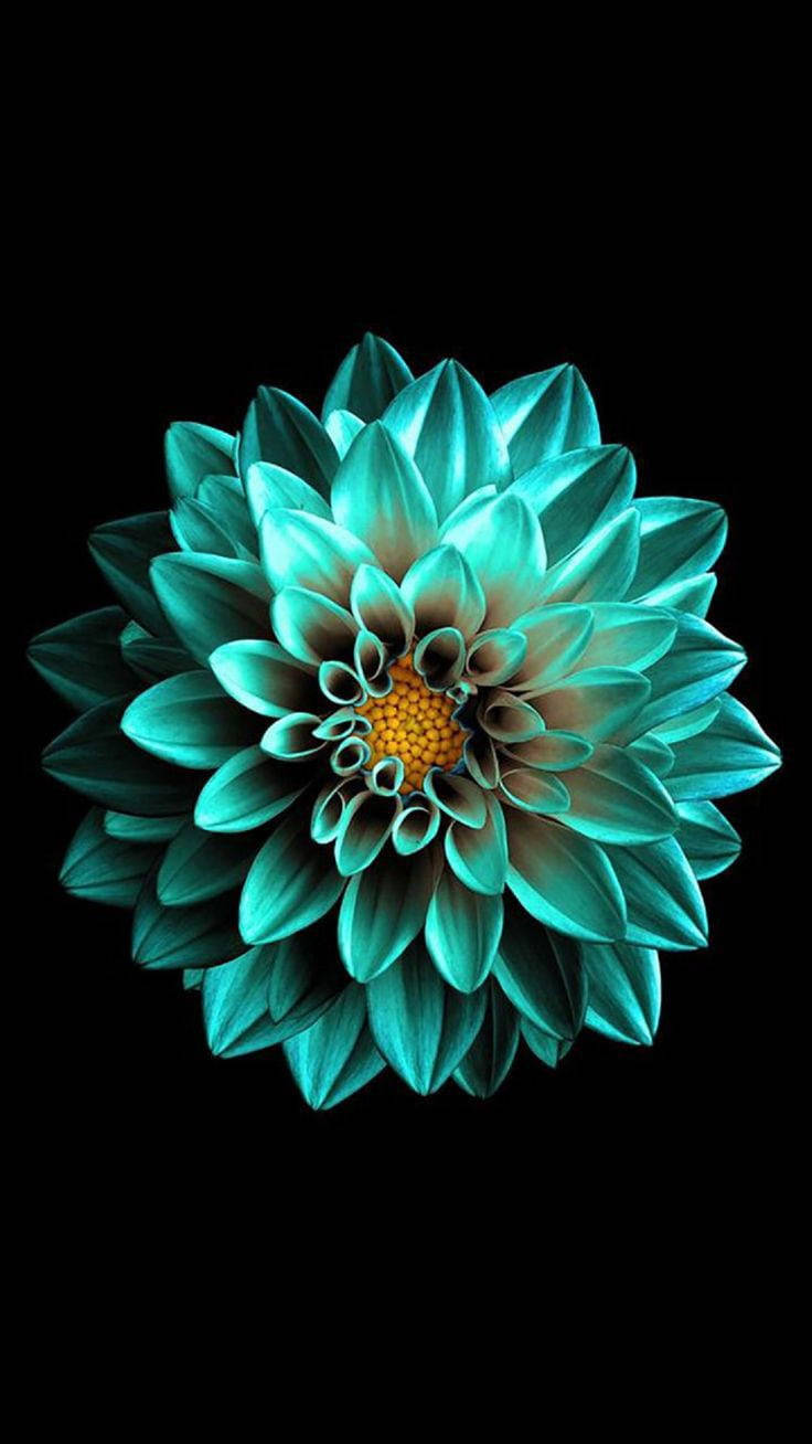 블랙 AMOLED 에메랄드 꽃 배경화면