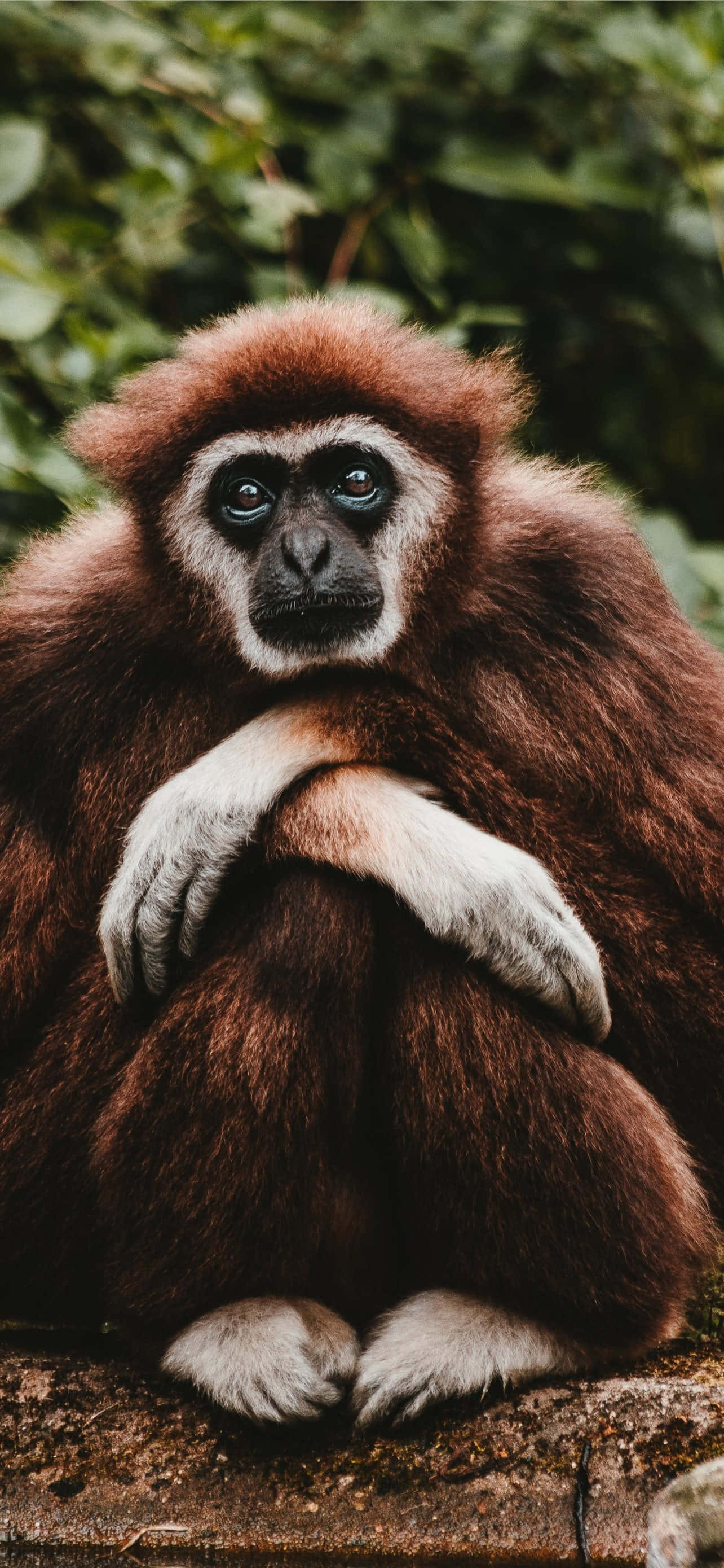 Android Gibbon이 모바일 기술의 미래로 안내합니다 배경화면