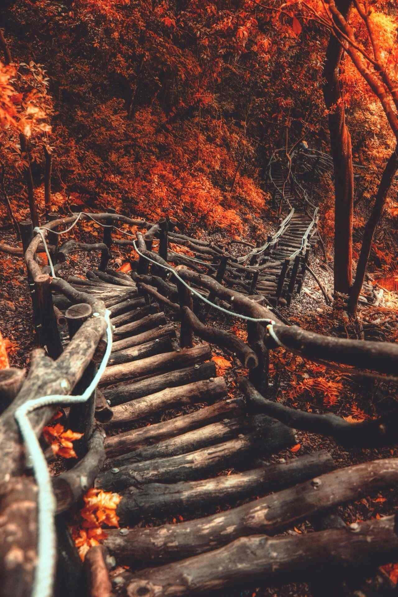 Autumn Season 1280 x 1920 사진 배경화면