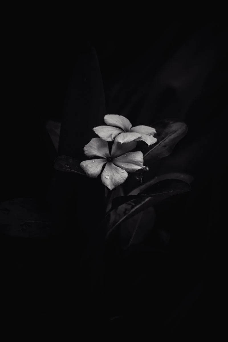 BW 프란지파니 아이폰 다크 배경화면