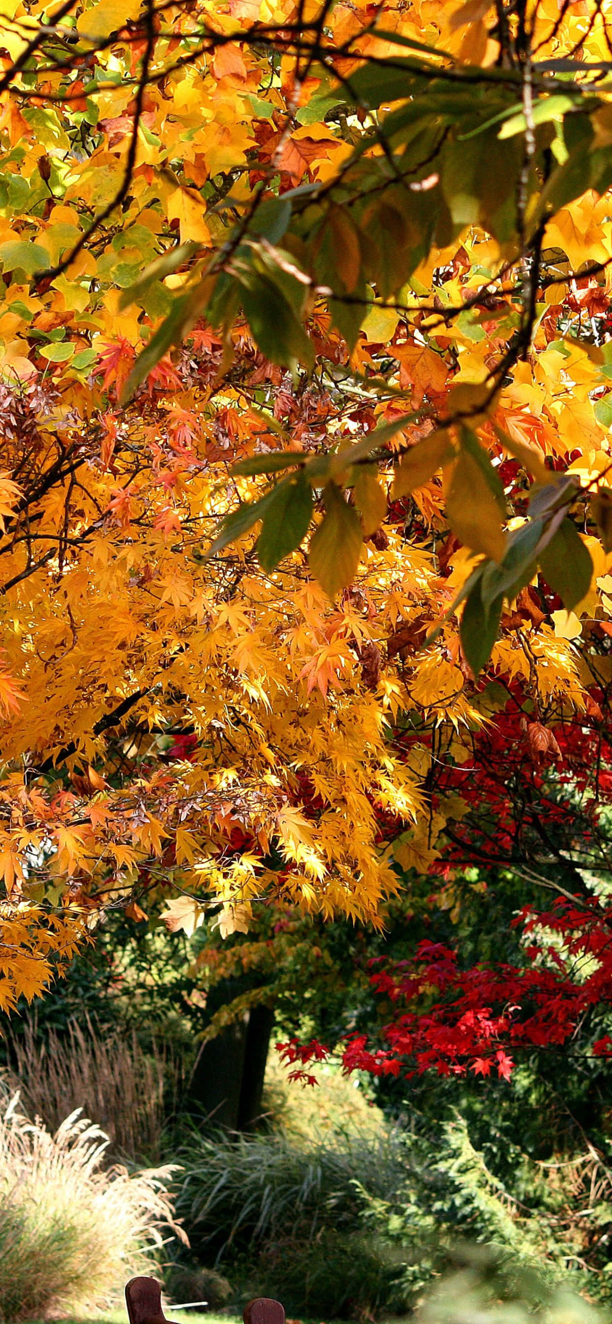 Enjoy Crisp Autumn Color with iPhone Xs Max 배경화면