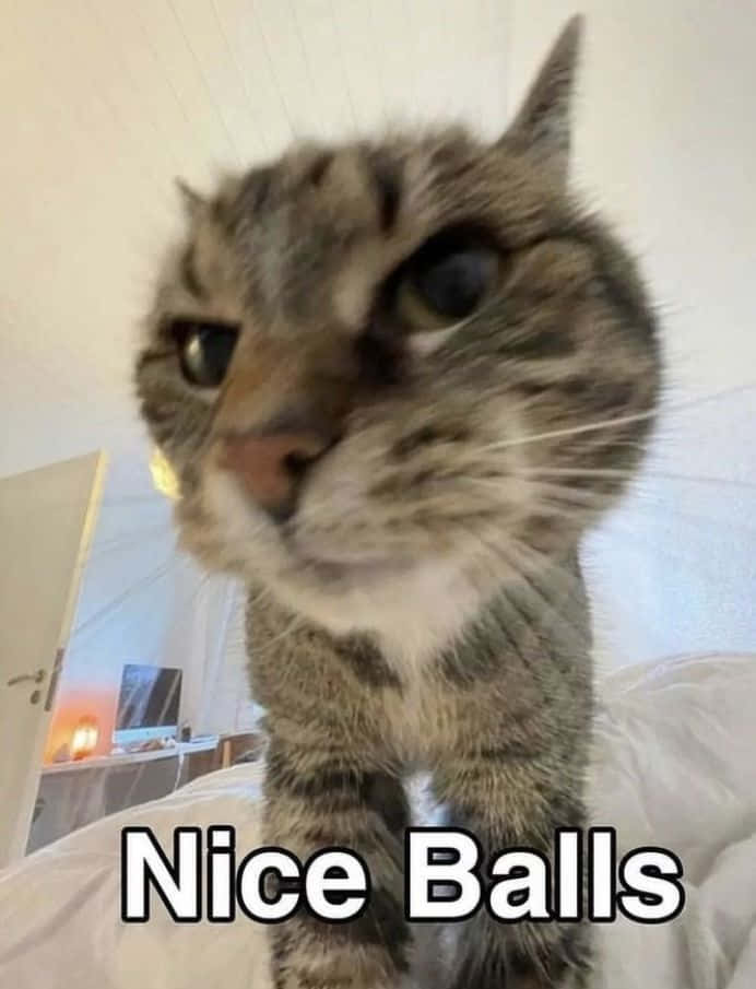 Goofy Ahh 웃긴 고양이 밈 Nice Balls 사진 배경화면