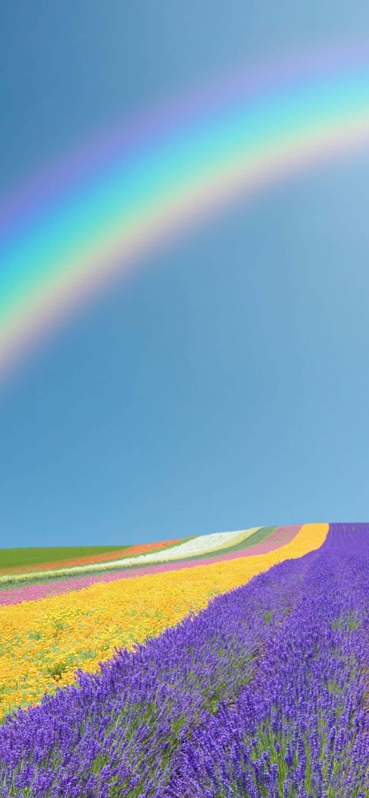 Google Pixel 3로 아름다운 봄을 즐기세요 배경화면