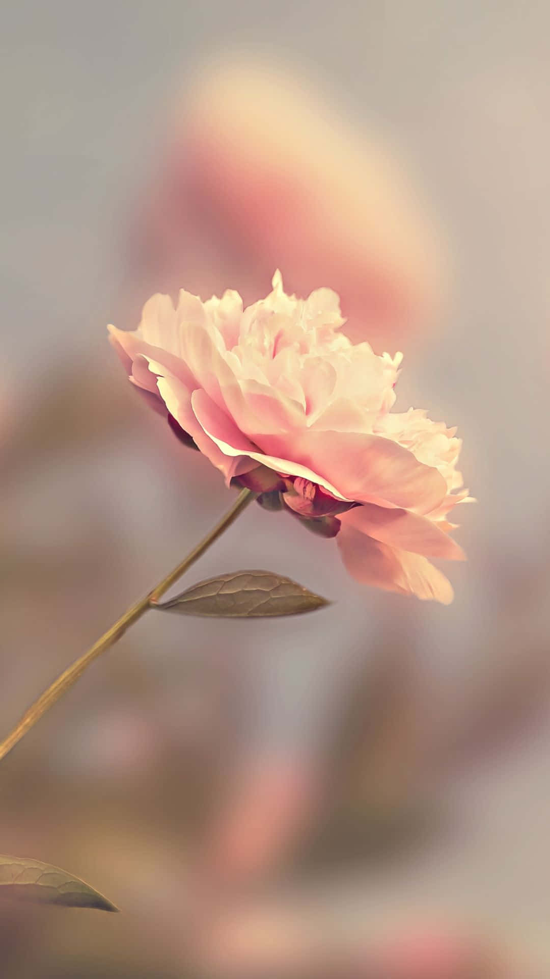 HD 장미 핑크 블러 효과 배경화면