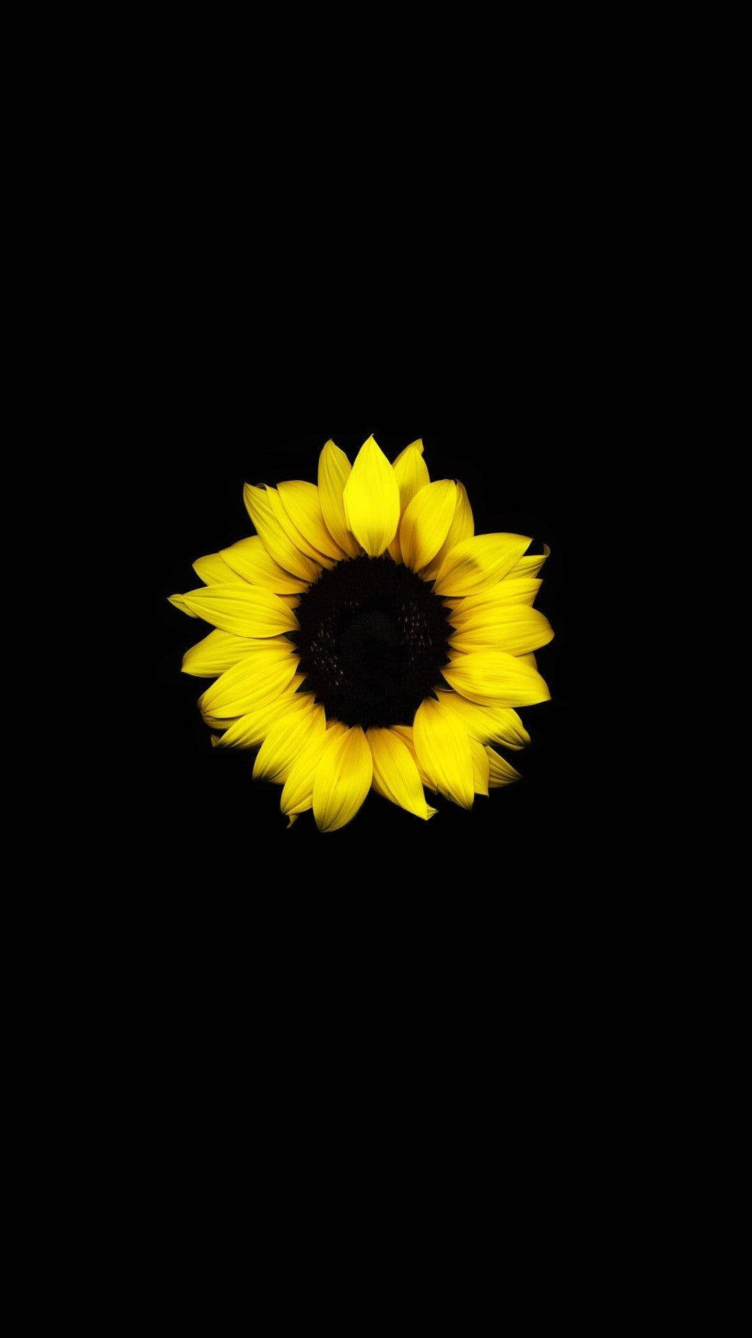 단일 해바라기 어두운 HD 꽃 배경화면