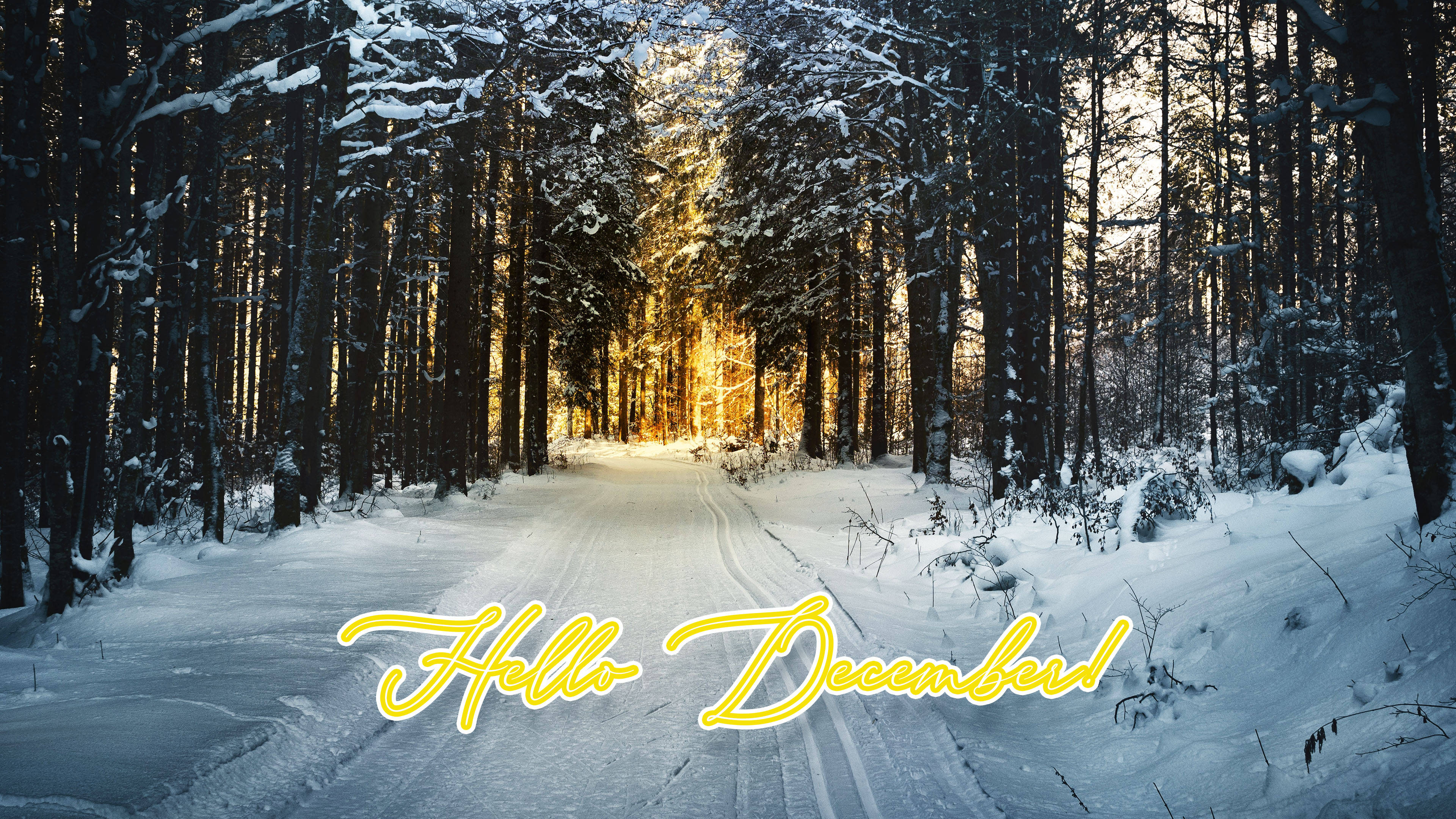 Hello December 겨울 숲 배경화면