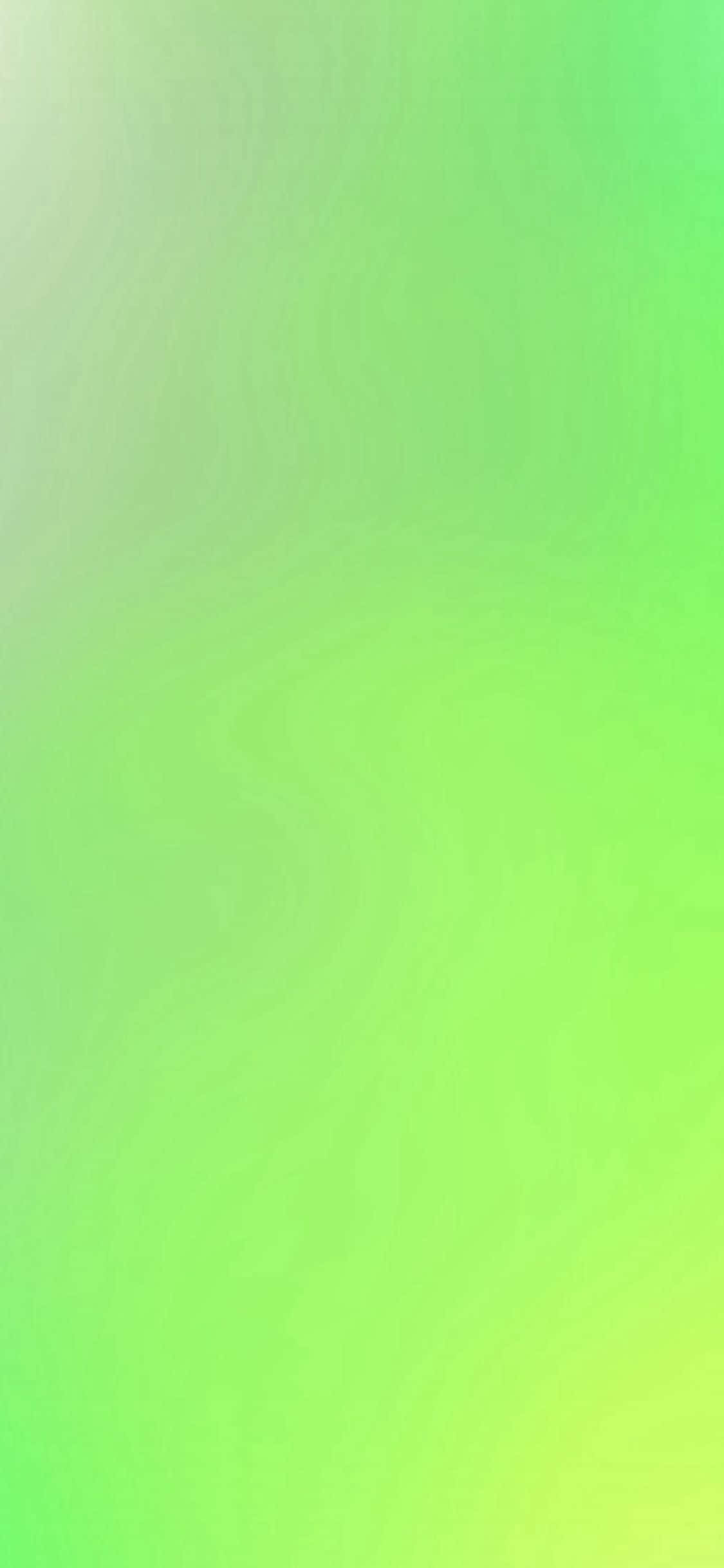 iPhone 11 상쾌한 그린 배경화면