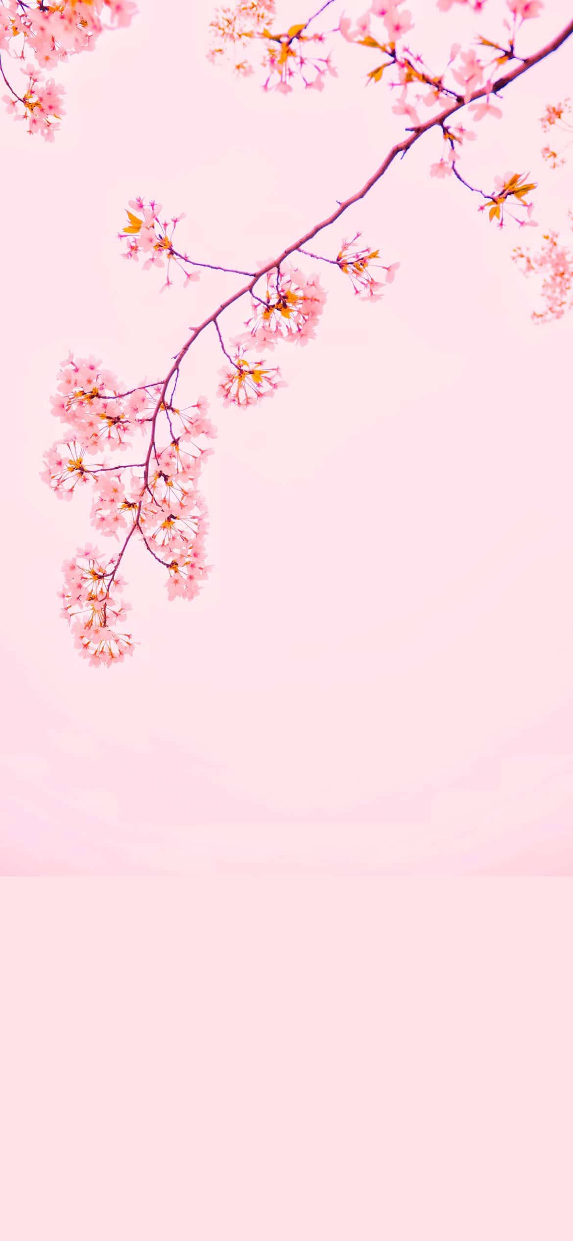 벚꽃 iPhone 12 배경화면