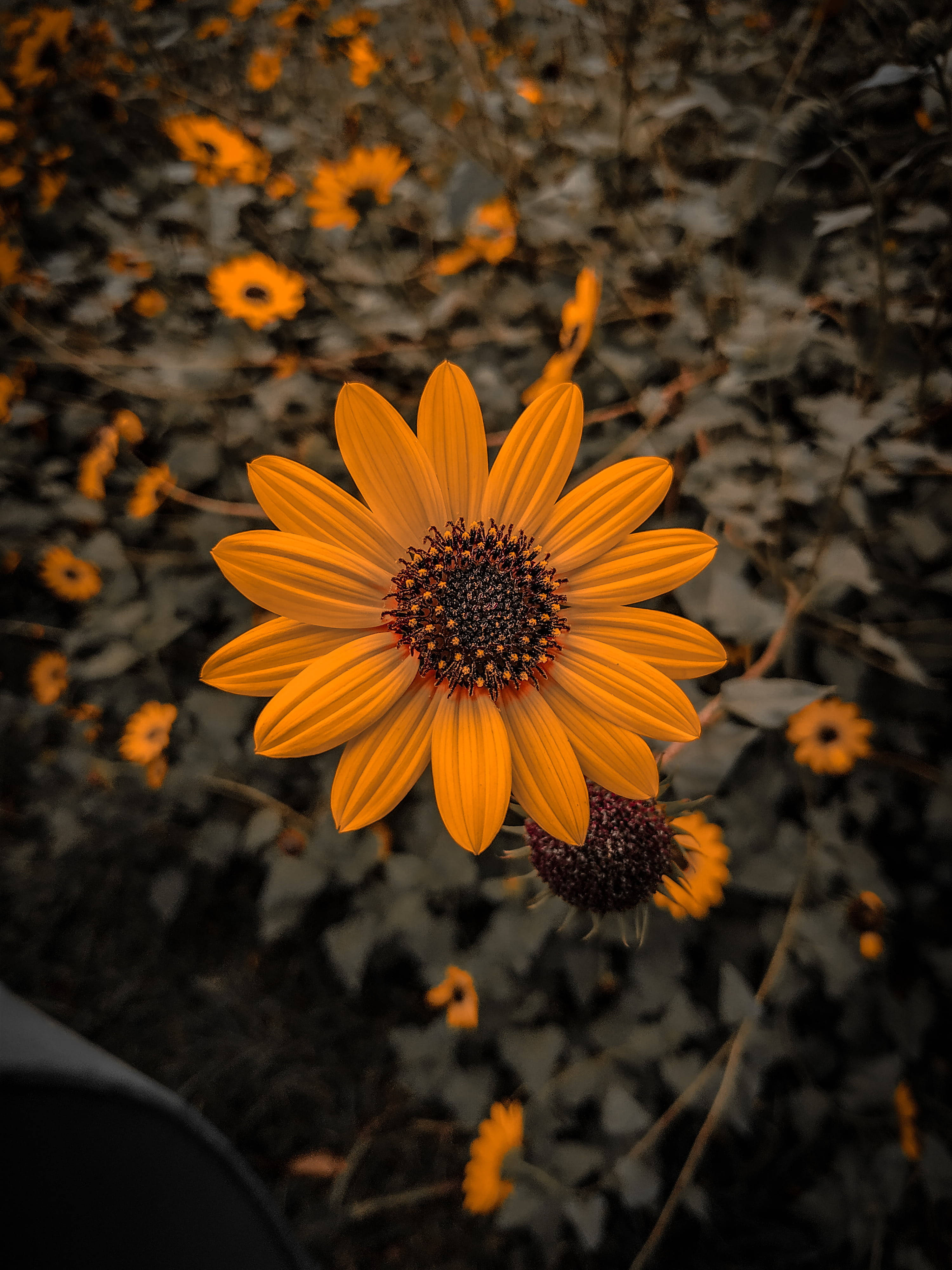 귀여운 일반 해바라기 iPhone X 자연 배경화면