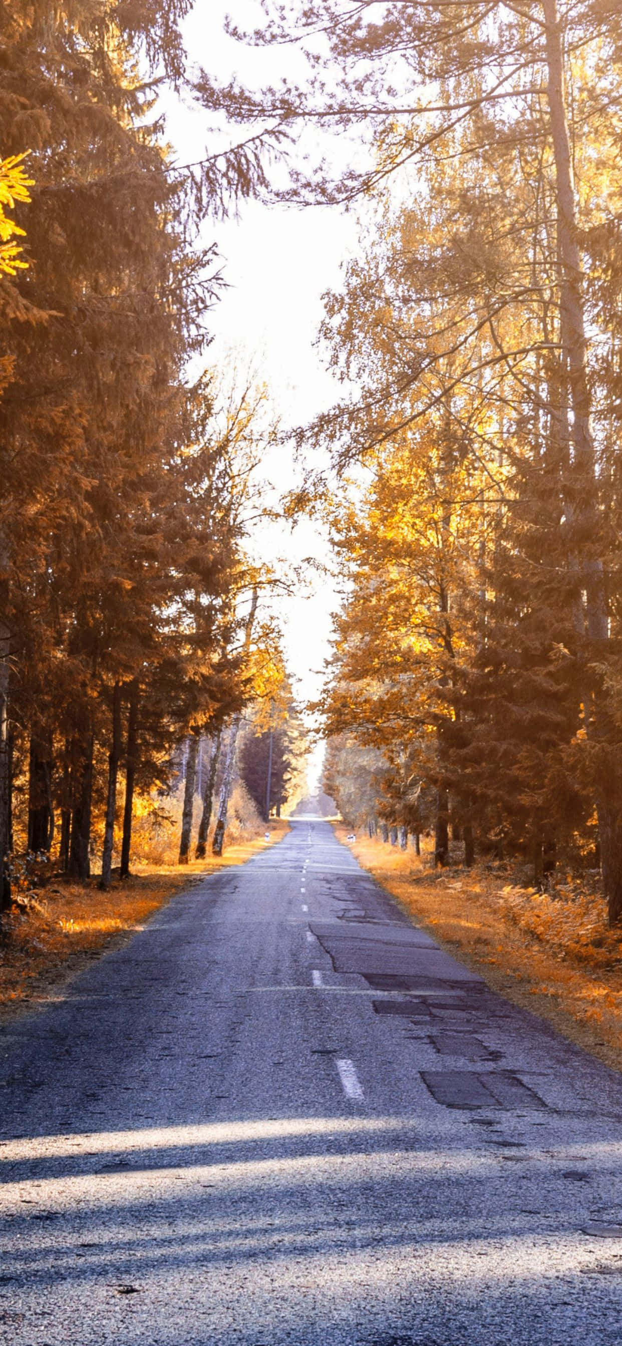 iPhone Xs Max로 가을의 화려한 아름다움을 즐기세요 배경화면