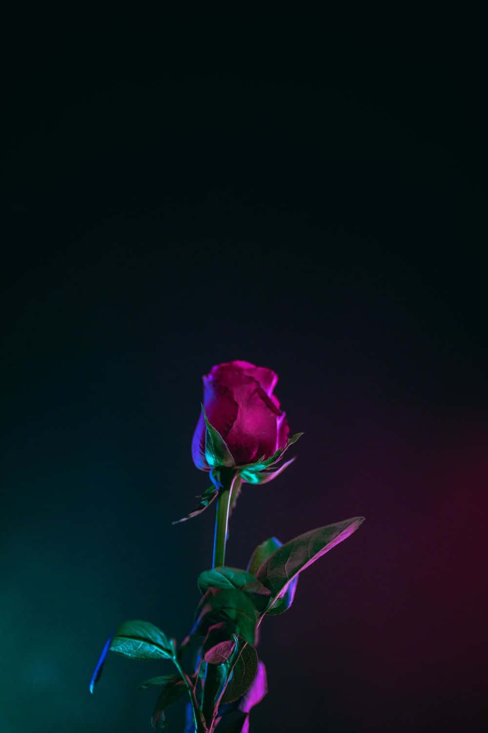 빨간 장미 봉오리 iPhone XS OLED 배경화면