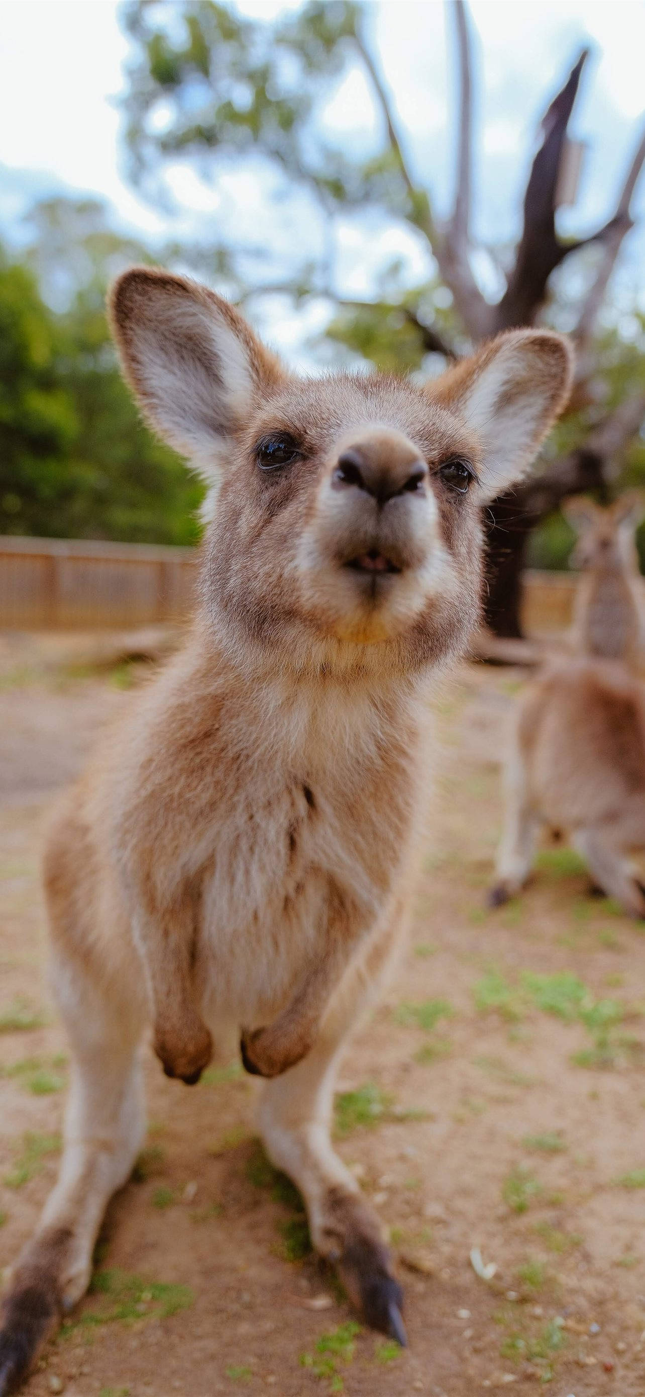 Little Joey Kangaroo 배경화면