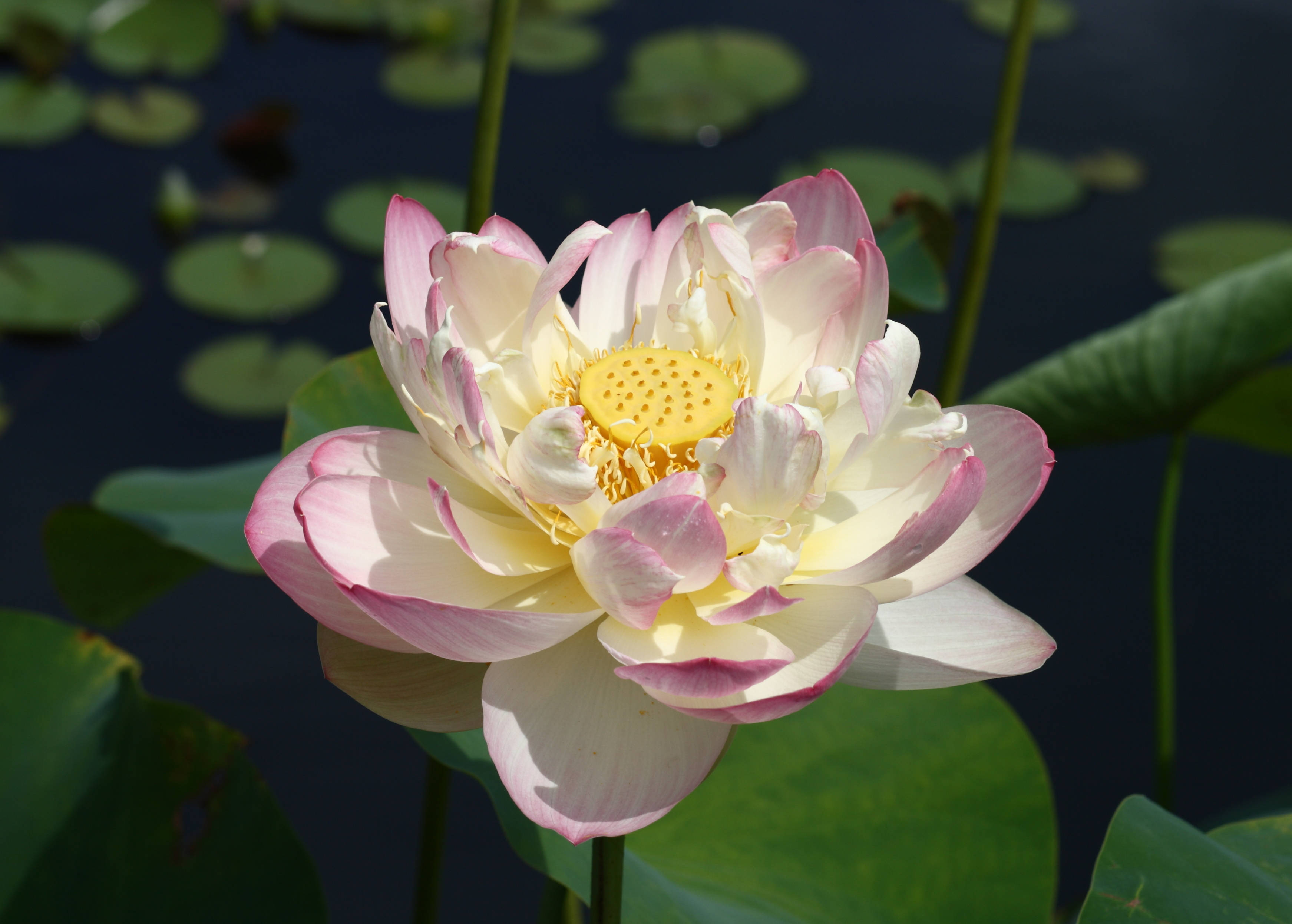 Mrs. Perry D. Slocum 연꽃 배경화면