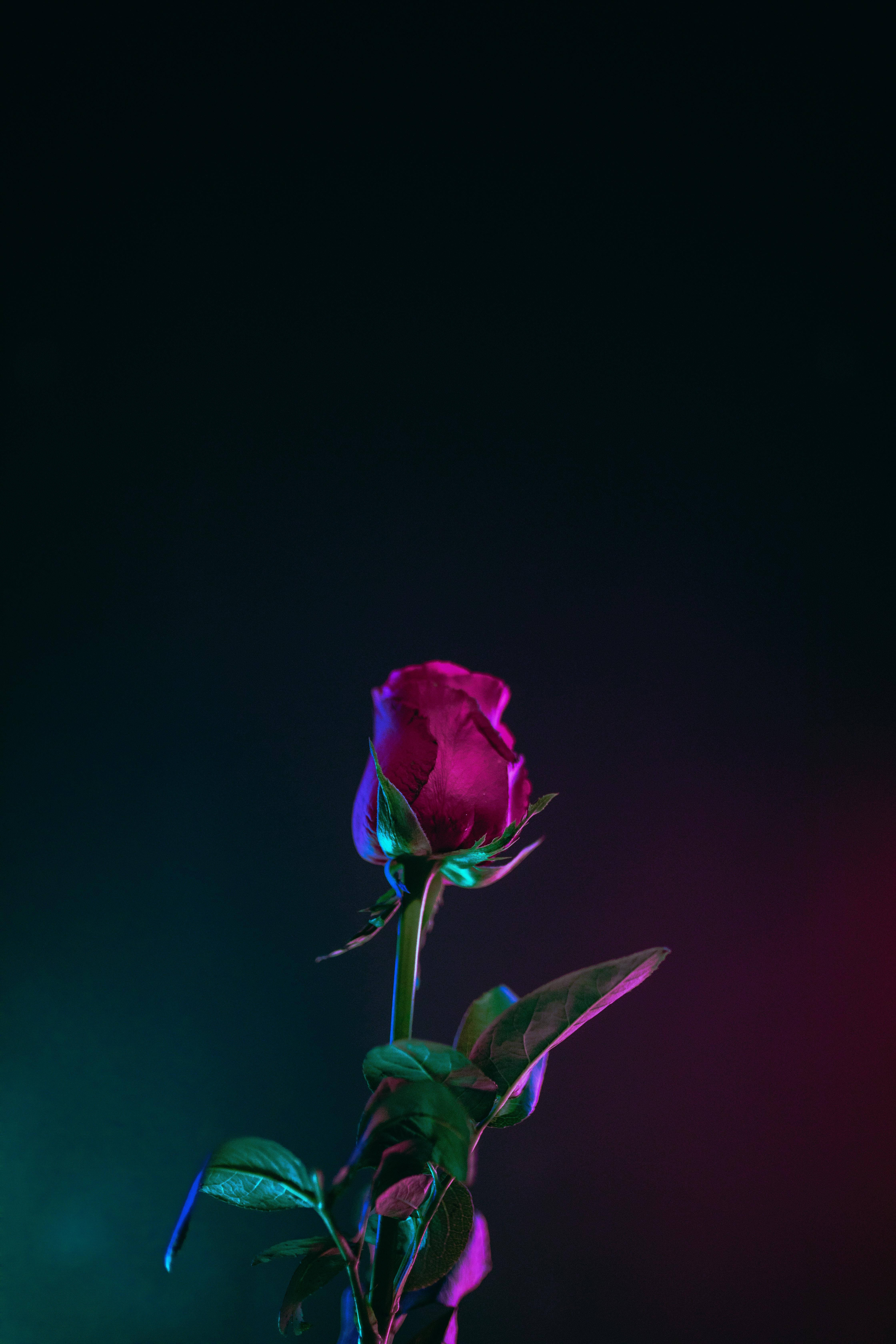 최고의 OLED 장미 네온 조명 배경화면