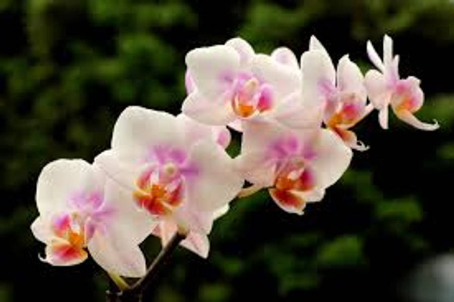 에스포아 난(Orchid Espoa) 품종 배경화면