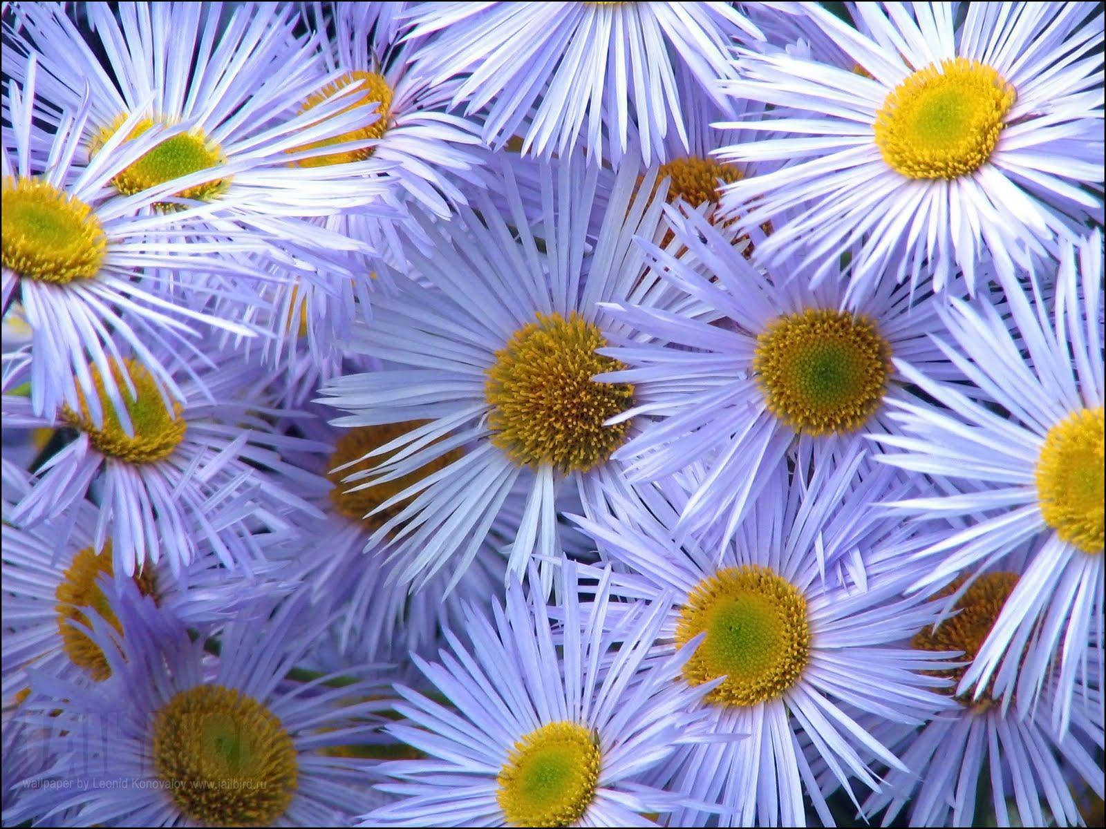 개망초 데이지 꽃 PC 배경화면