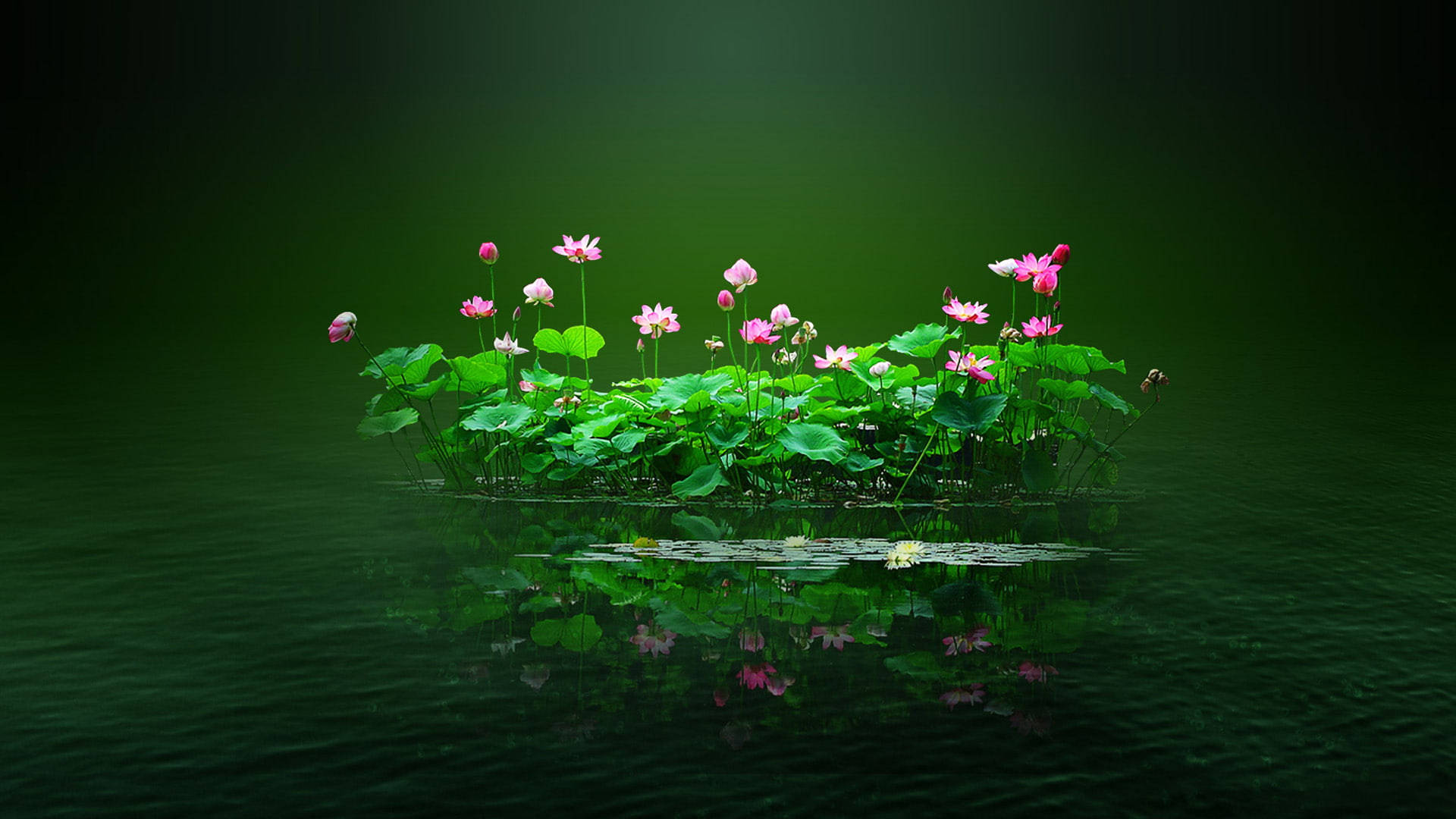 연꽃 연못 위의 꽃 PC 배경화면