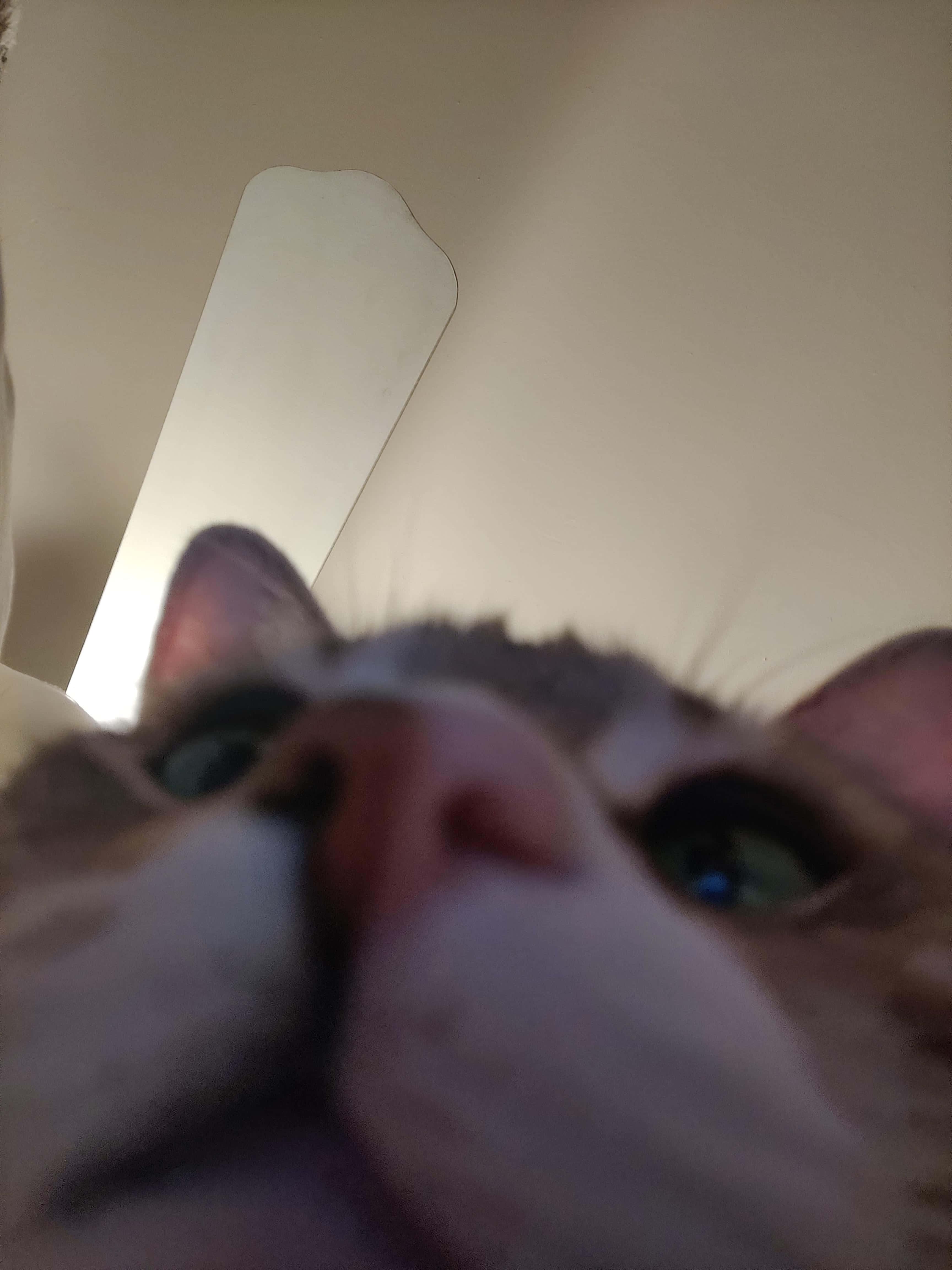 확대된 코 귀여운 고양이 PFP 배경화면