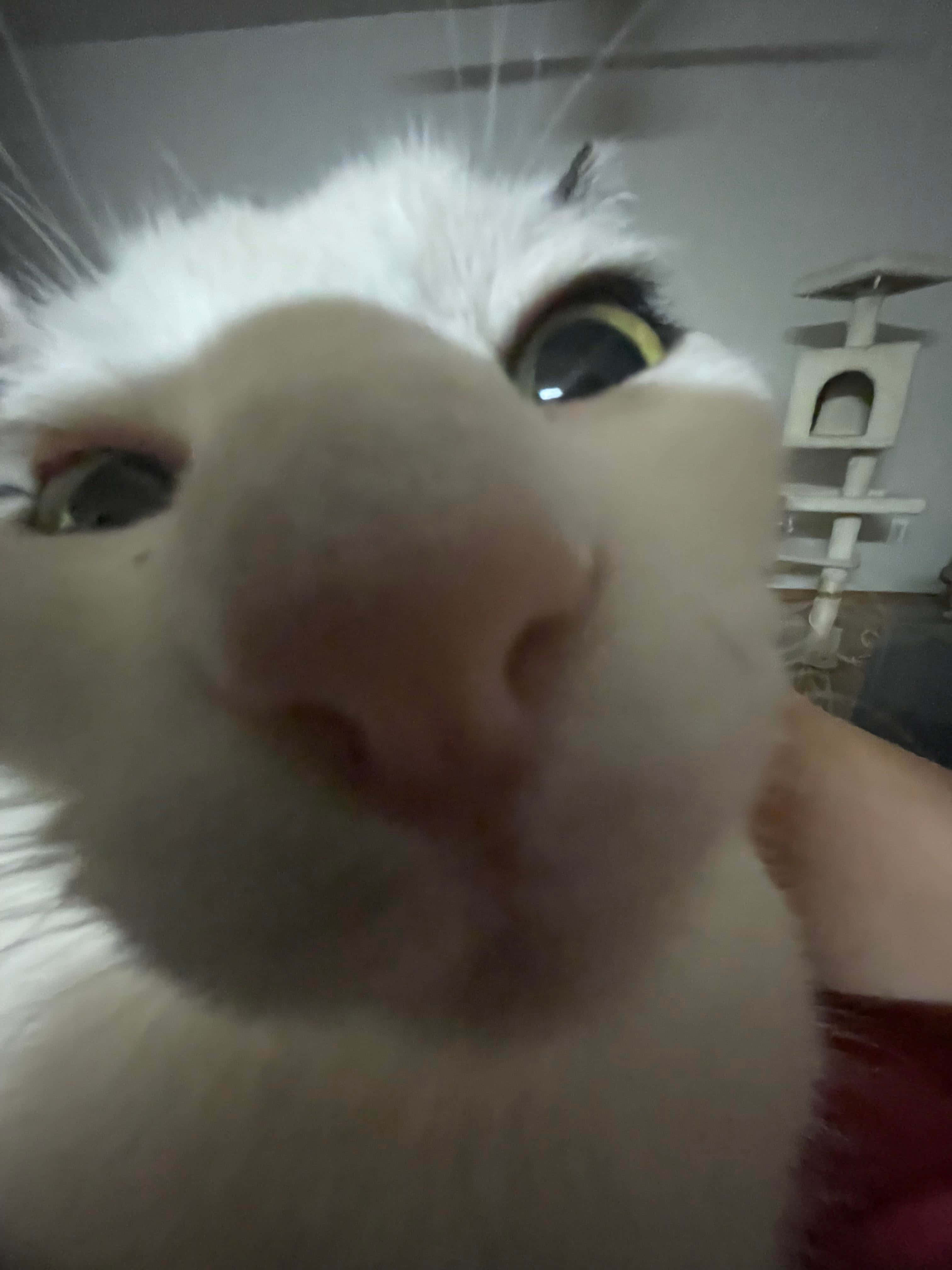 얼빠진 고양이 클로즈업 PFP 배경화면