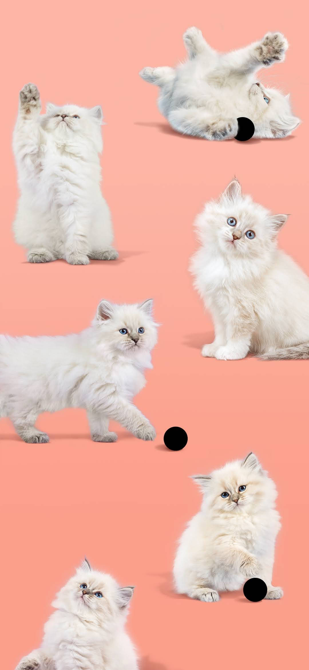 Pixel 4 귀여운 흰 고양이 배경화면