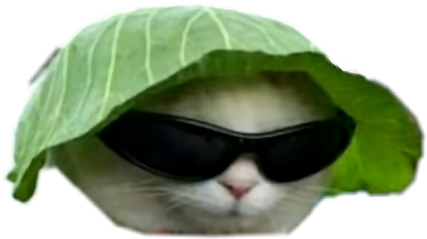 잎사귀 모자와 선글라스를 쓴 멋진 고양이.PNG 배경화면