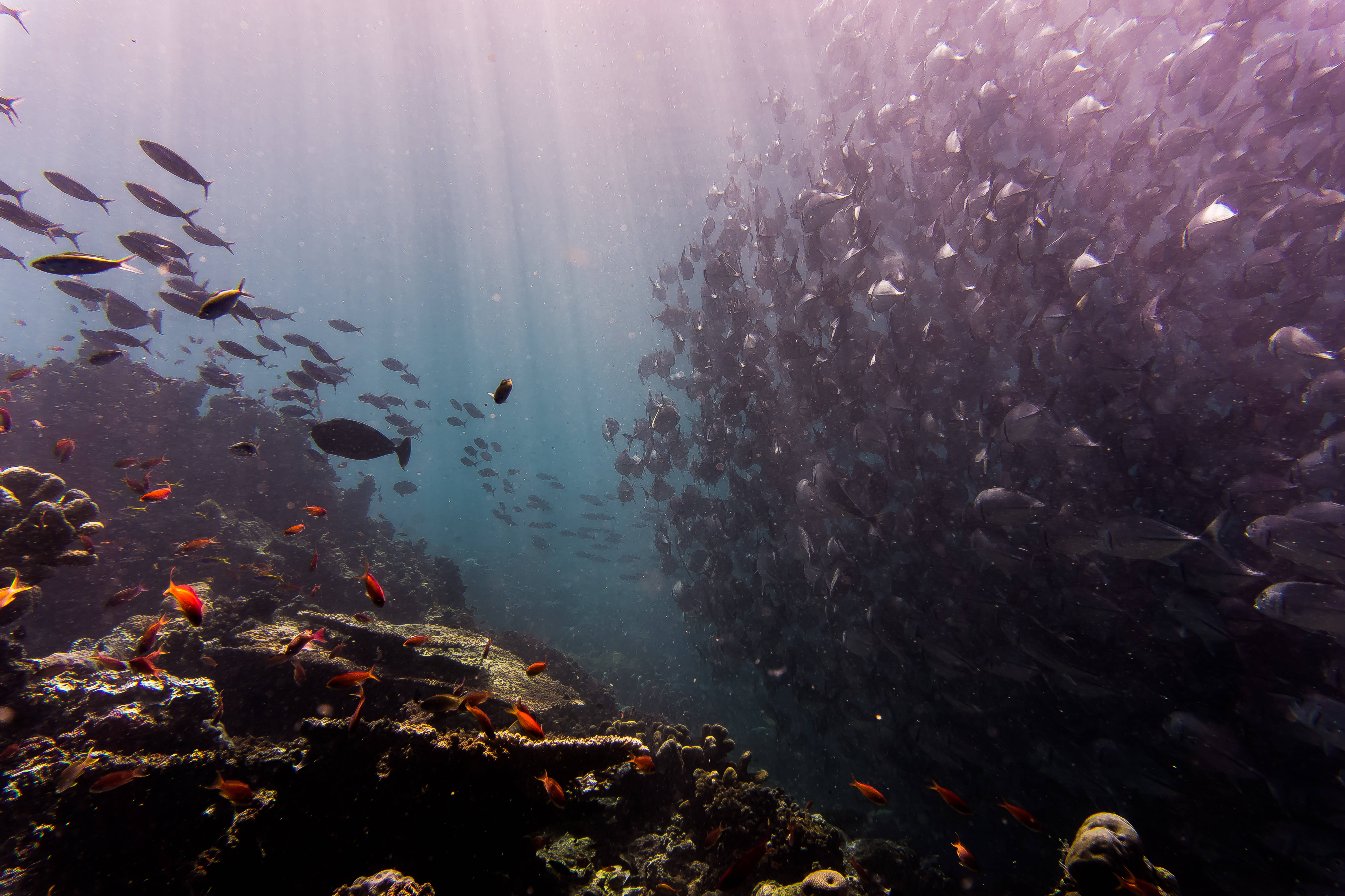 Shoal 4K Ultra HD 물고기 배경화면