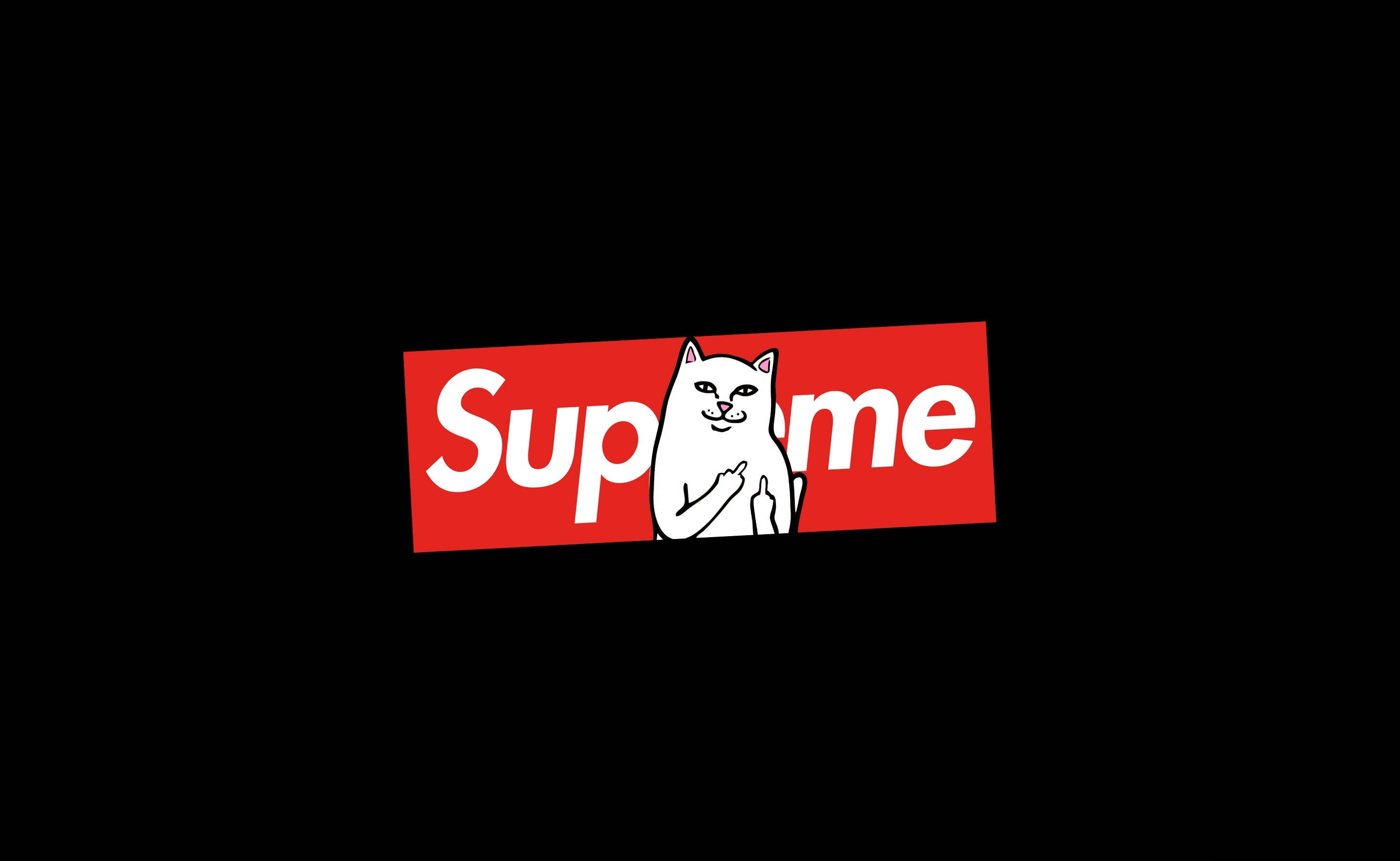 고양이가 Supreme 노트북 위에 앉아 있는 모습 배경화면