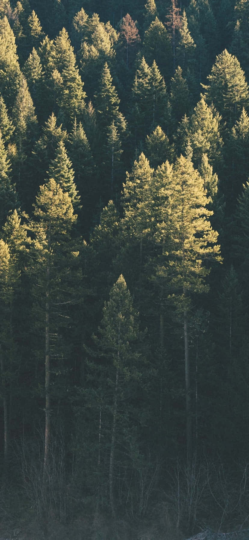 Trees 아이폰과 함께 자연 속을 평화롭게 거닐다 배경화면