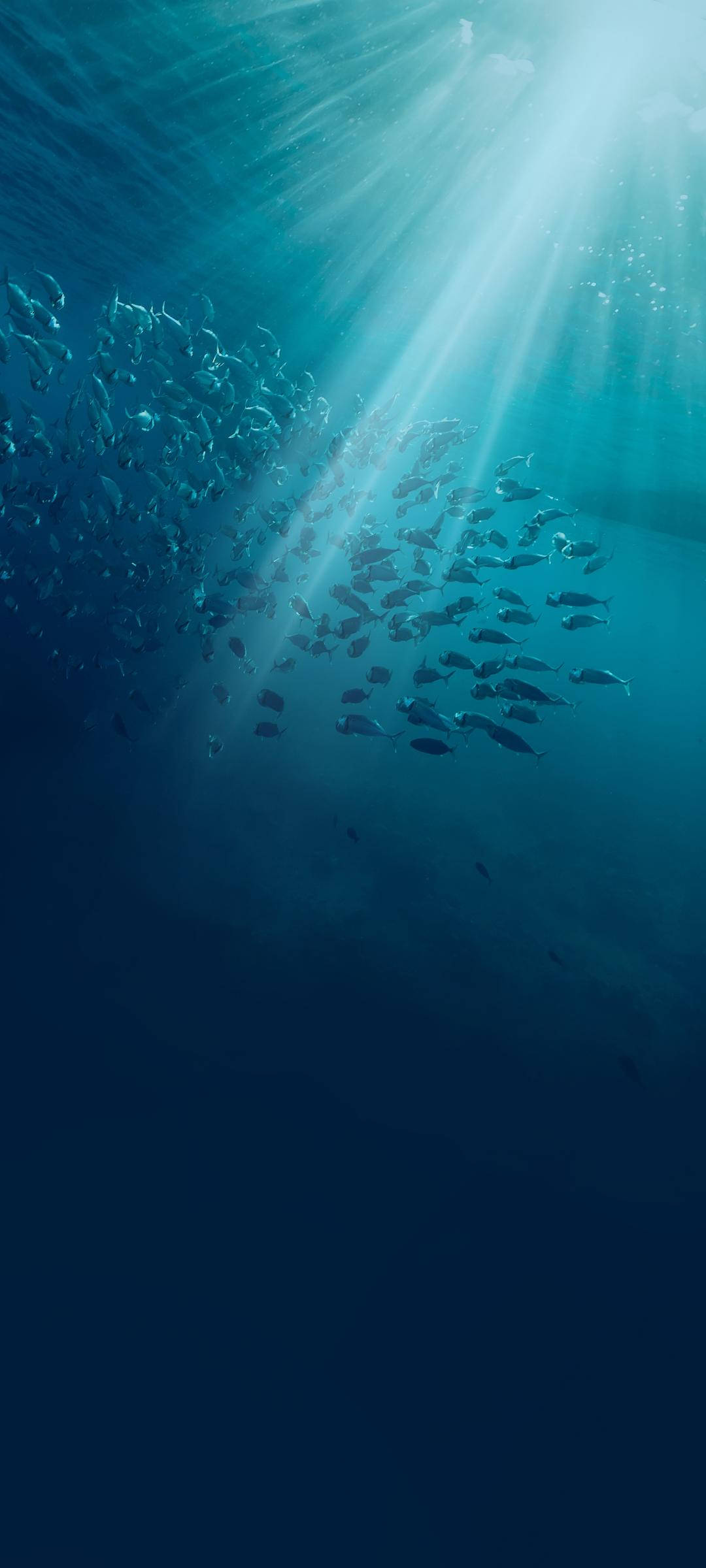 Vivo V20 해저 물고기 배경화면