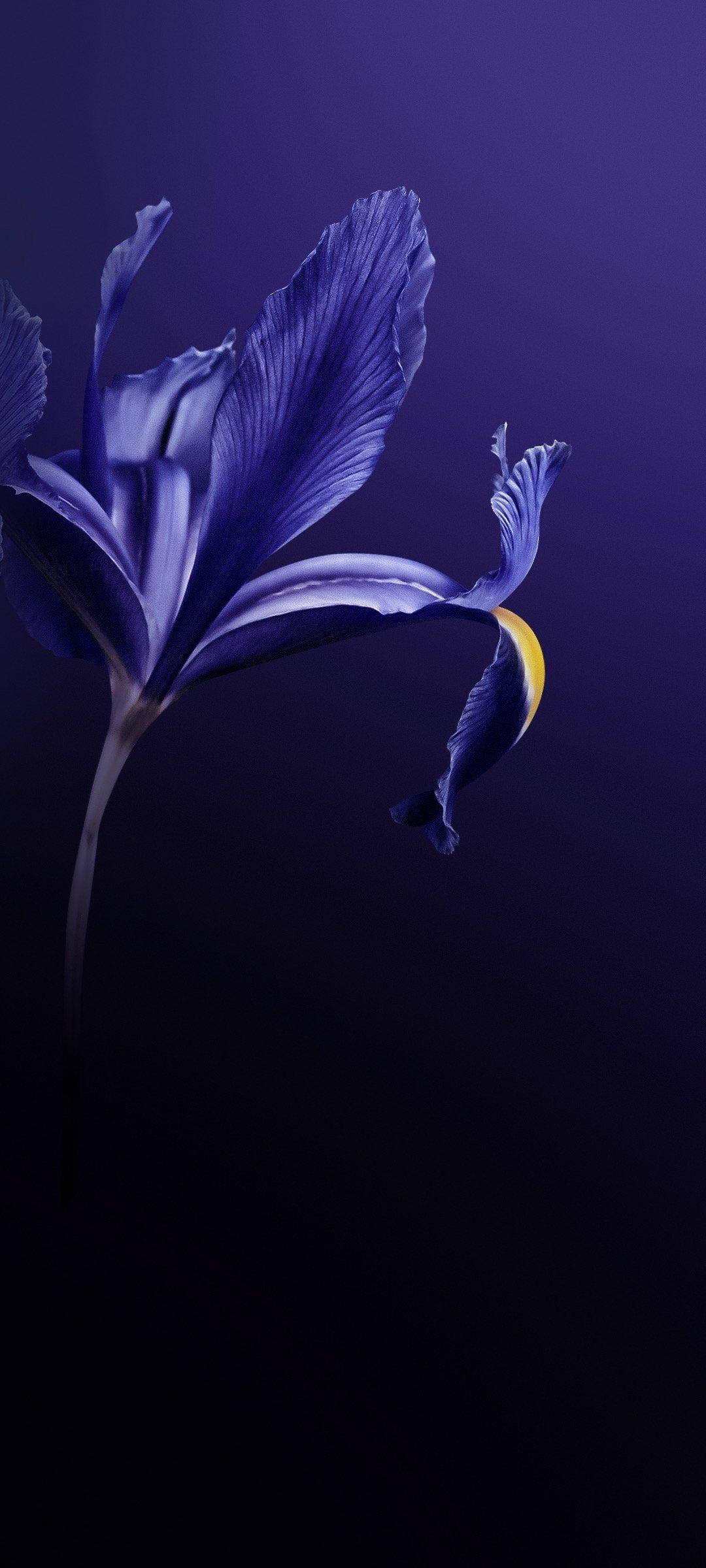 Vivo V20 보라색 꽃 배경화면