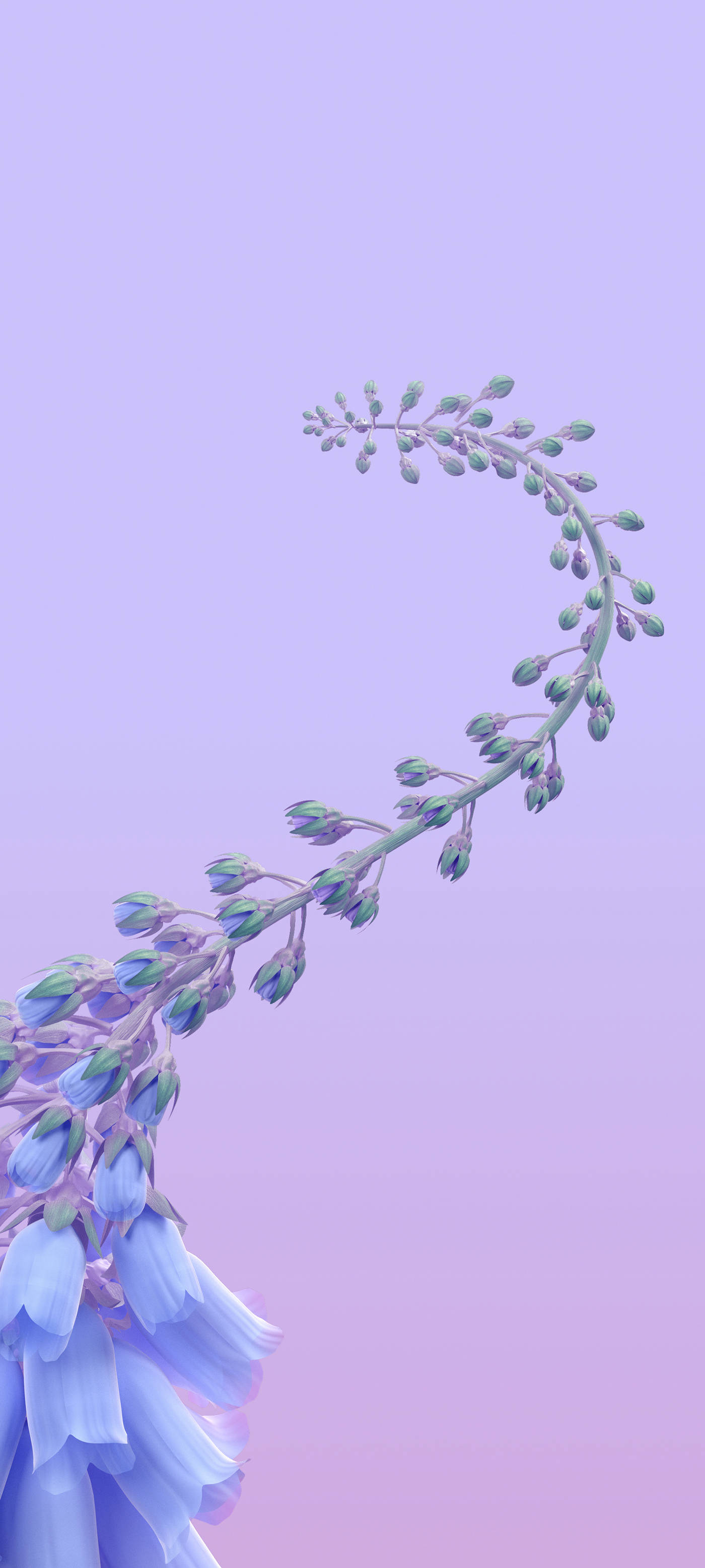 Vivo Y11 초롱꽃 배경화면