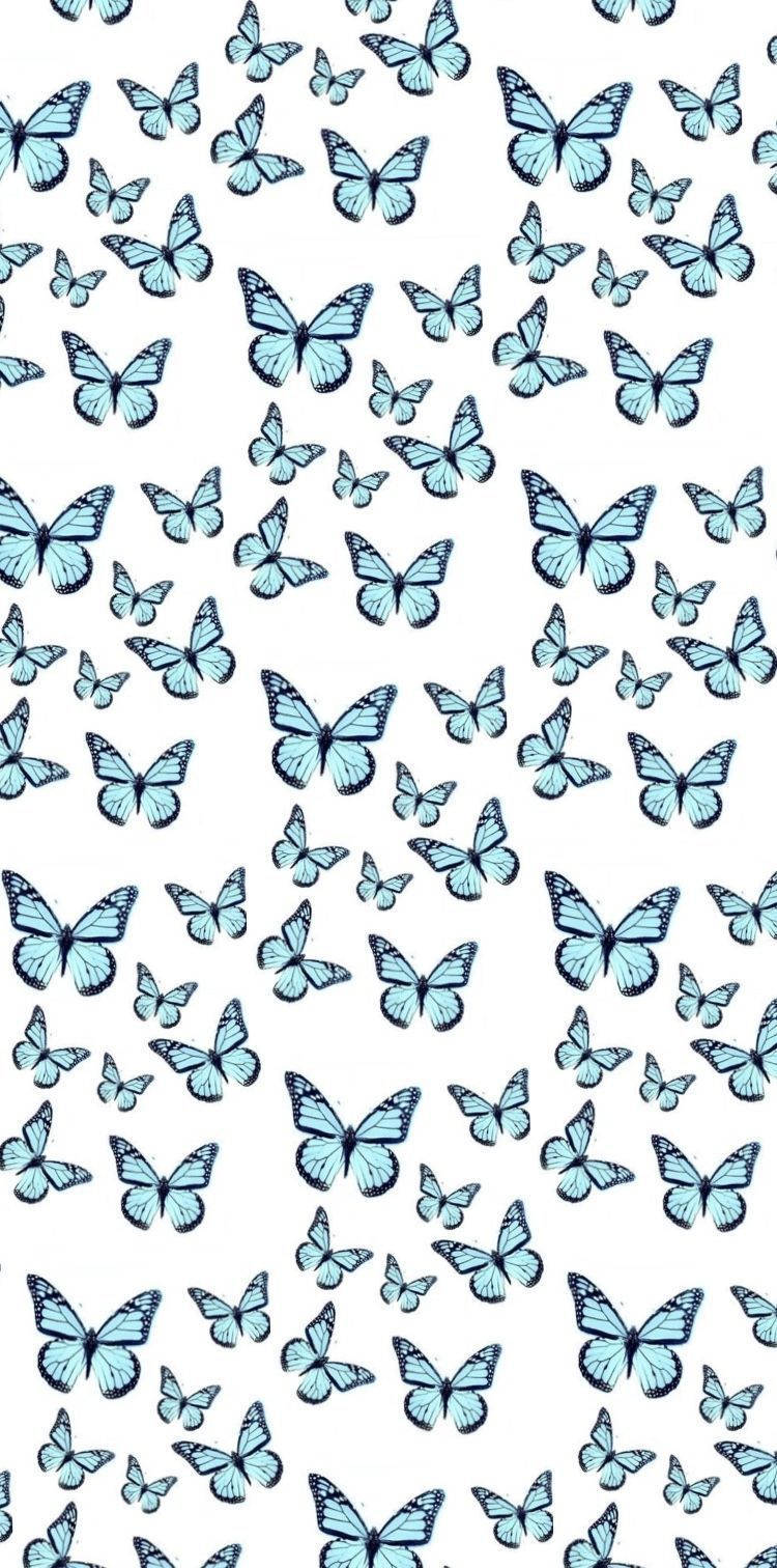 Wonderful Butterfly iPhone 테마 디스플레이 배경화면