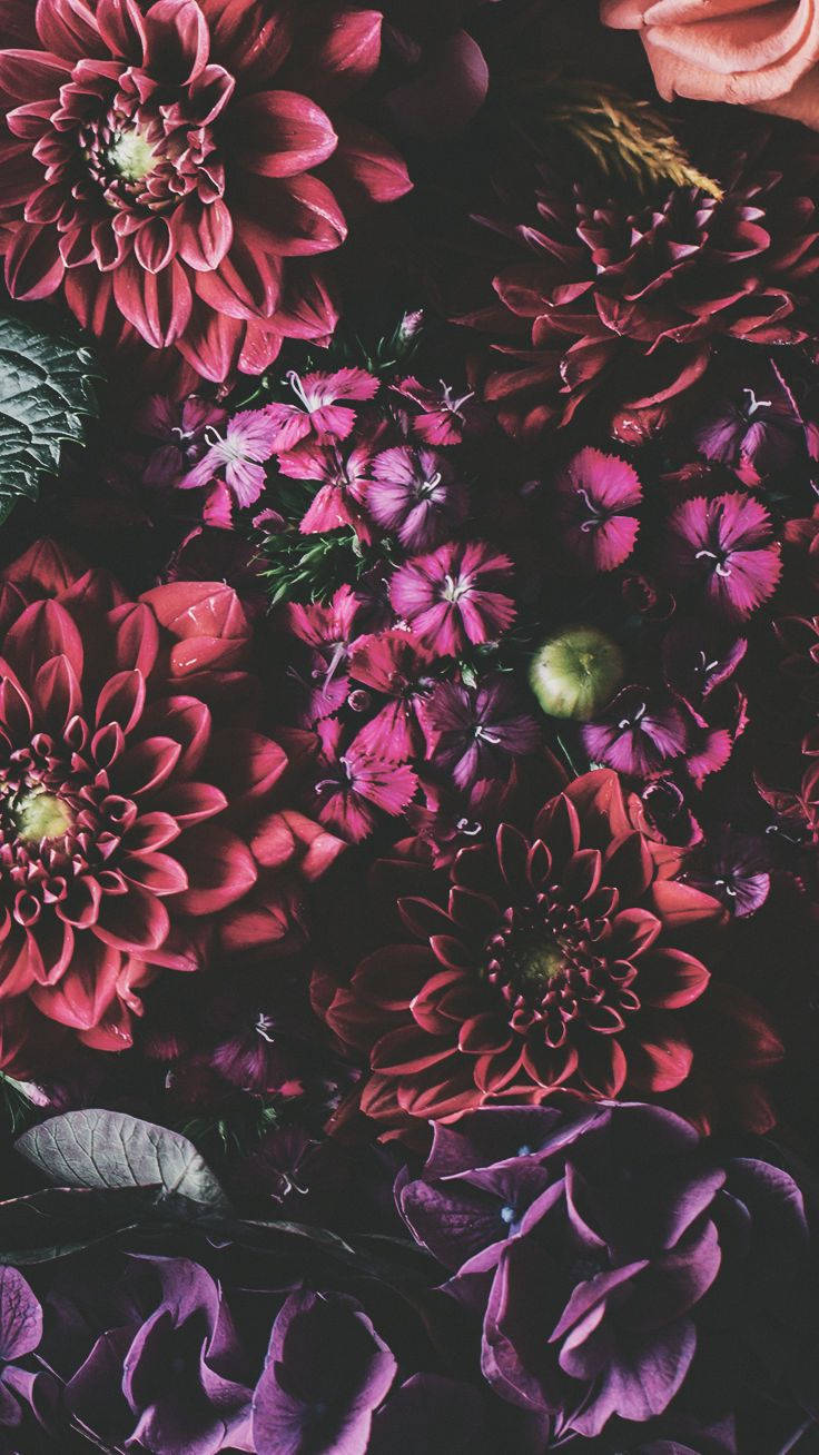 아이폰 Xs 꽃 배경화면
