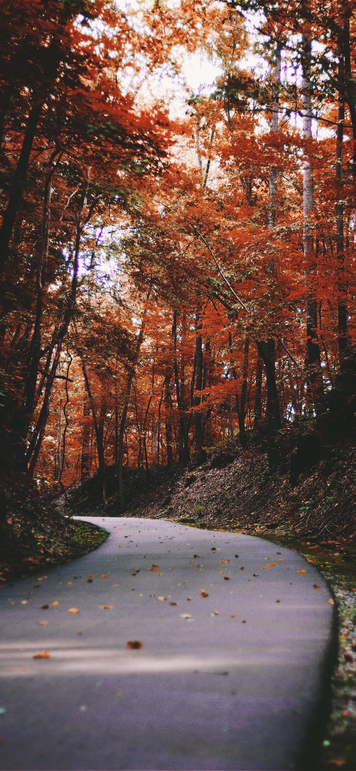아이폰 XS Max 가을 좁은 길 배경화면