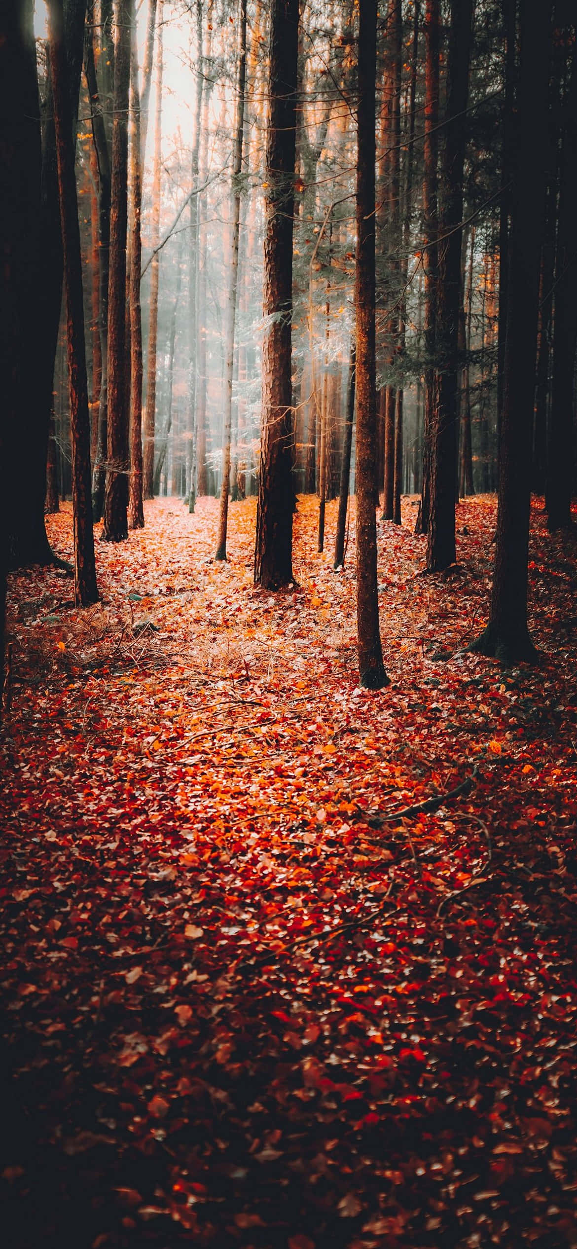 가을 배경 배경화면