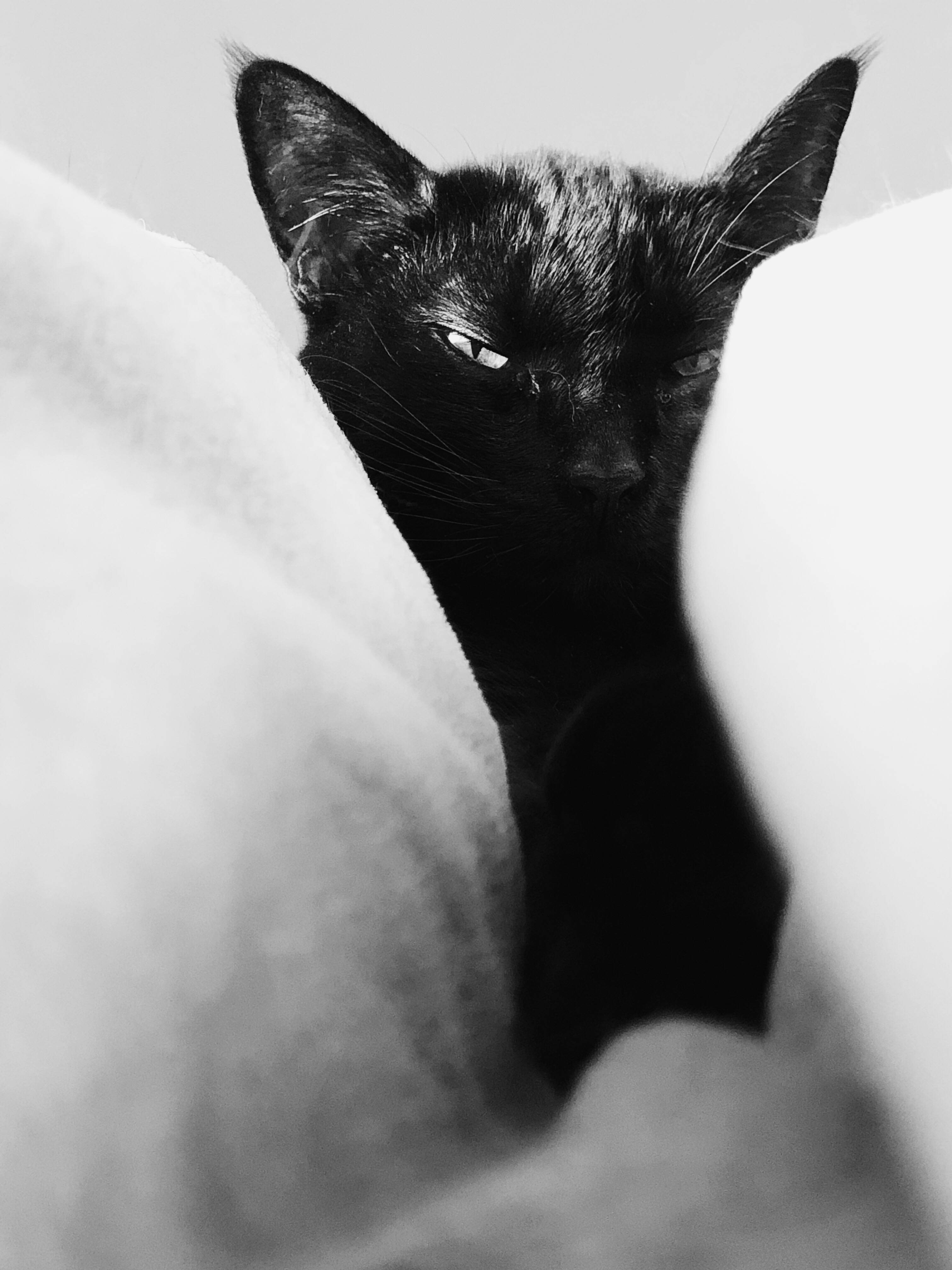 검은 고양이 흰 베개 배경화면