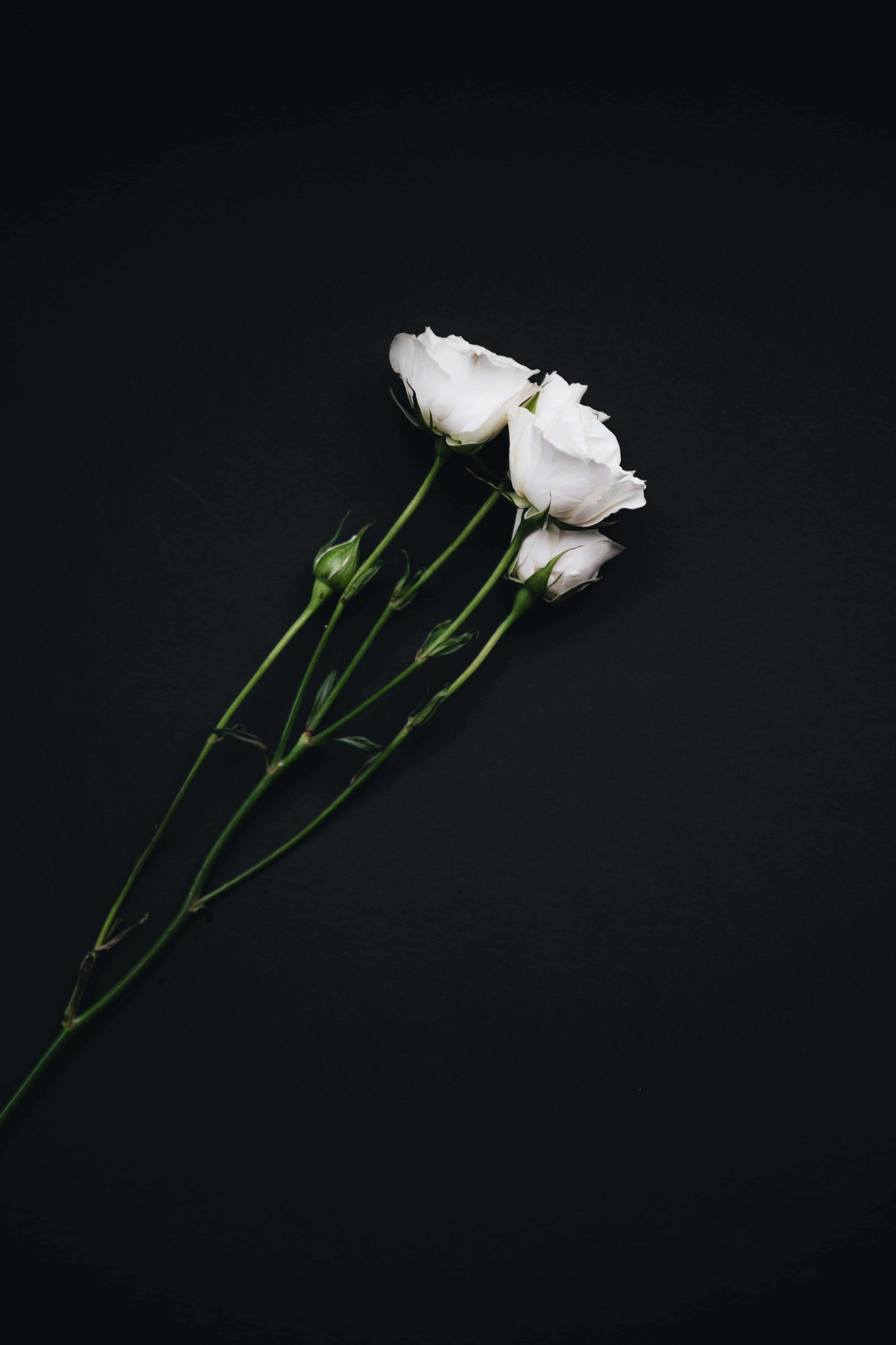 검은 미학 흰 장미 배경 초상화 배경화면