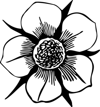 검은 배경 꽃 배경화면