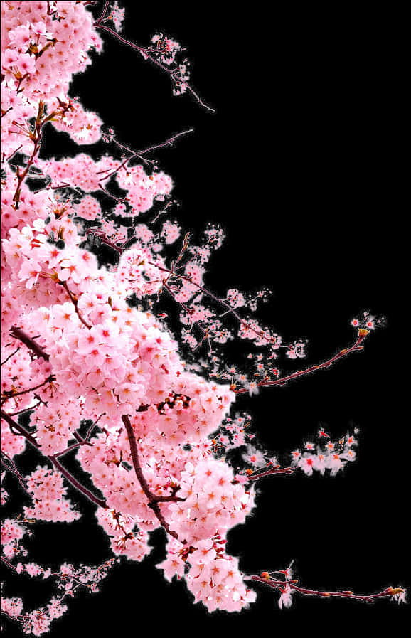 검은 배경에 선명한 벚꽃 배경화면